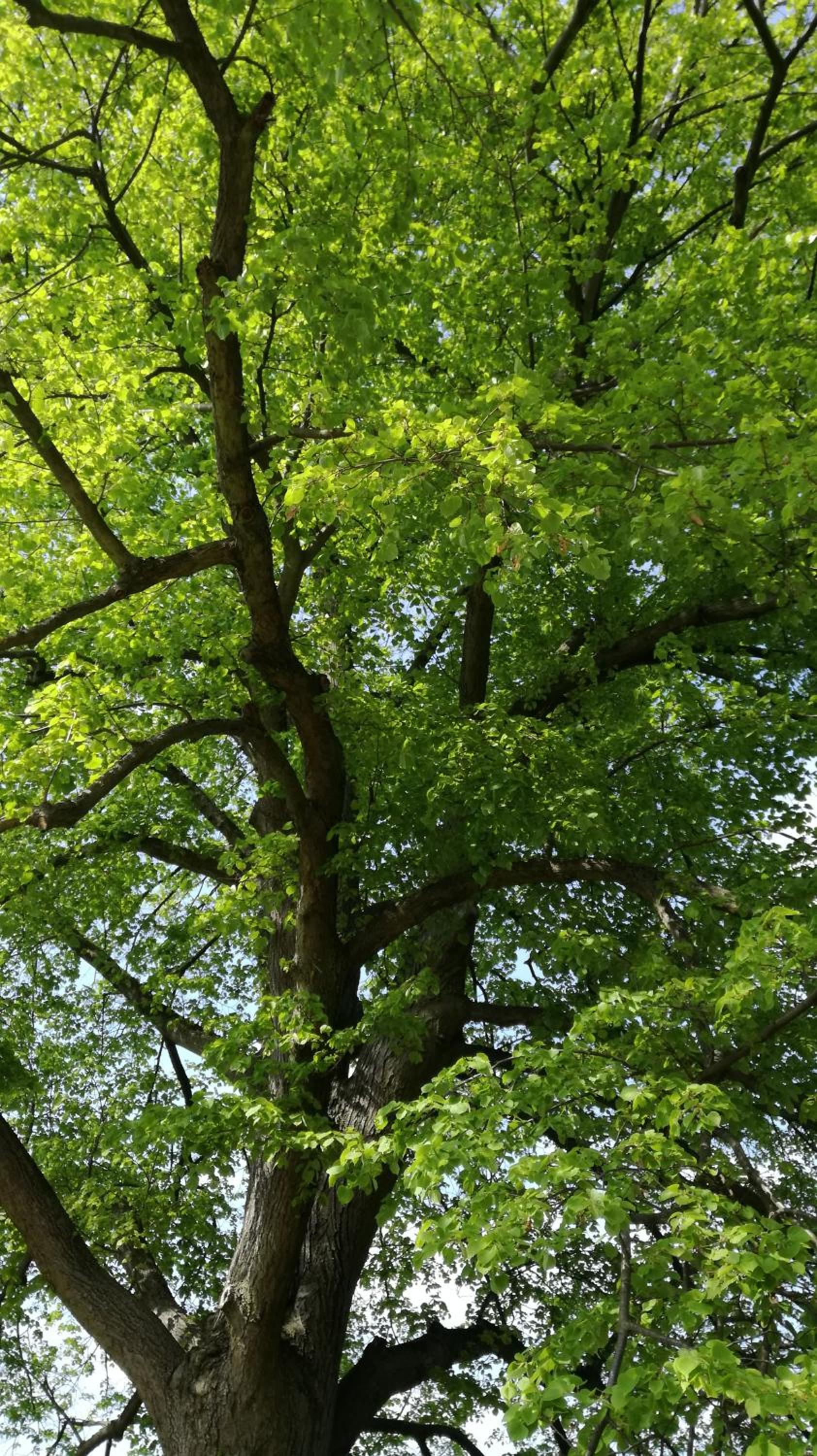 other