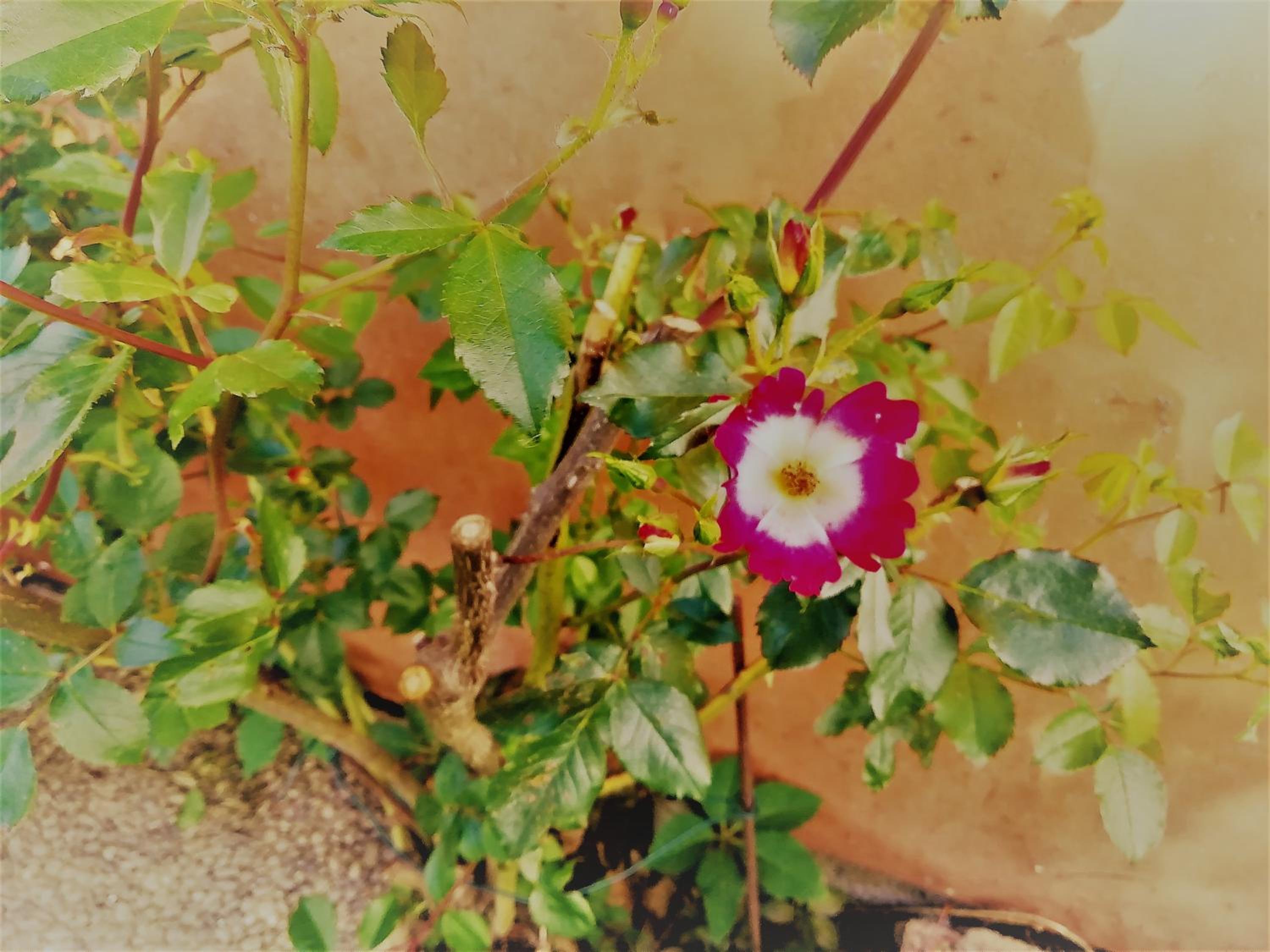 Photo 35