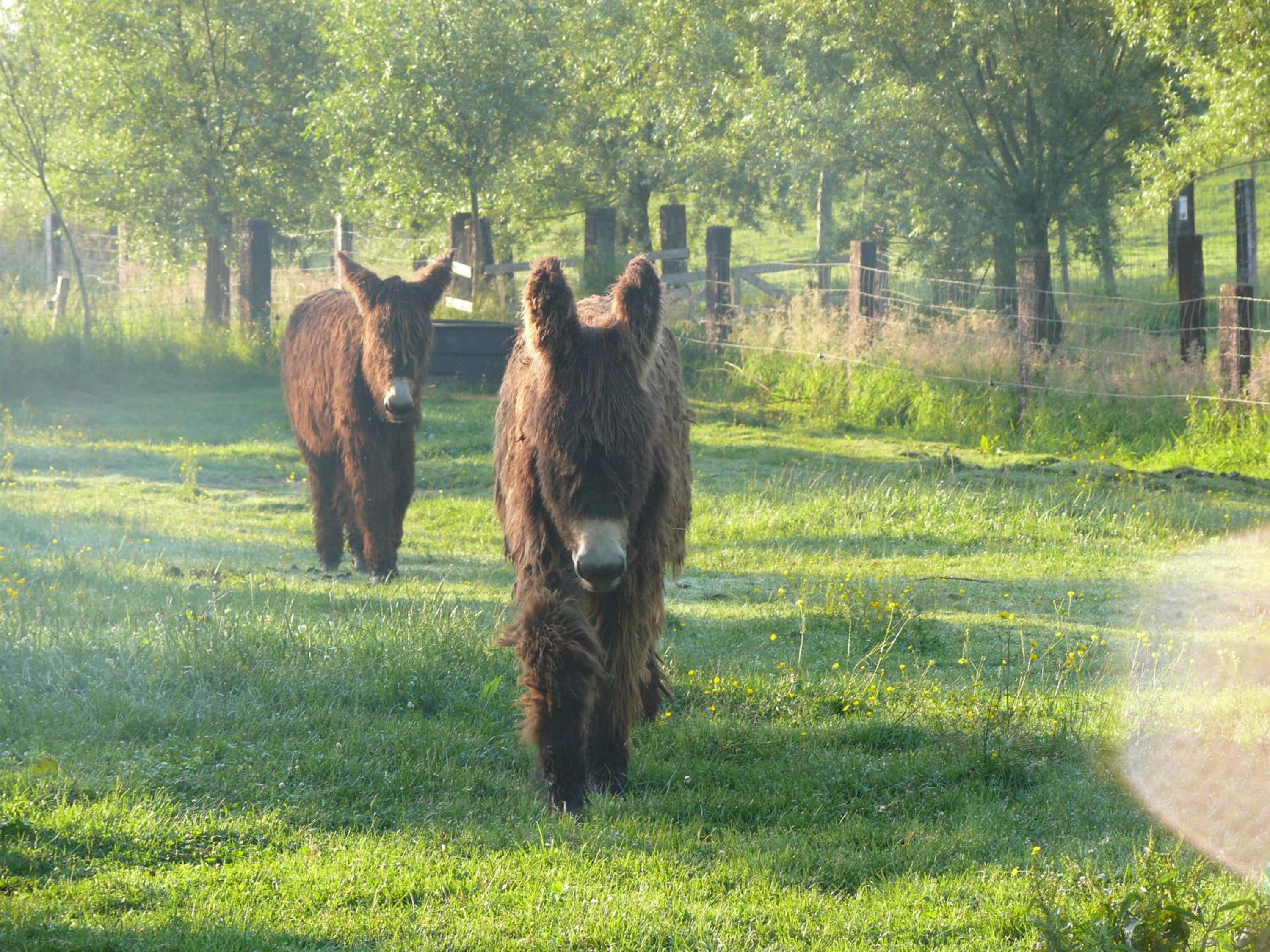 La Ligule - Cottages and children's farm