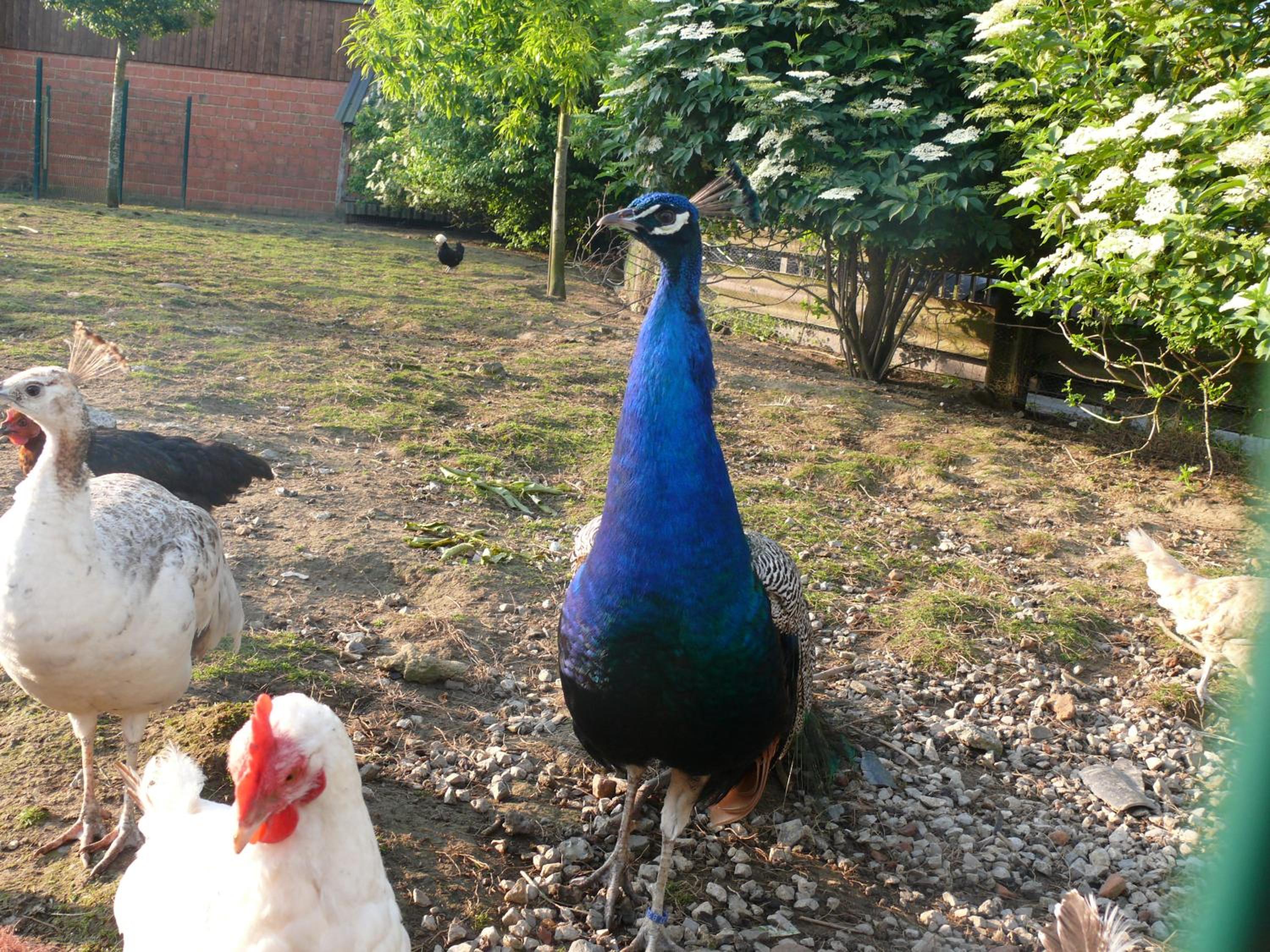 La Ligule - Cottages and children's farm