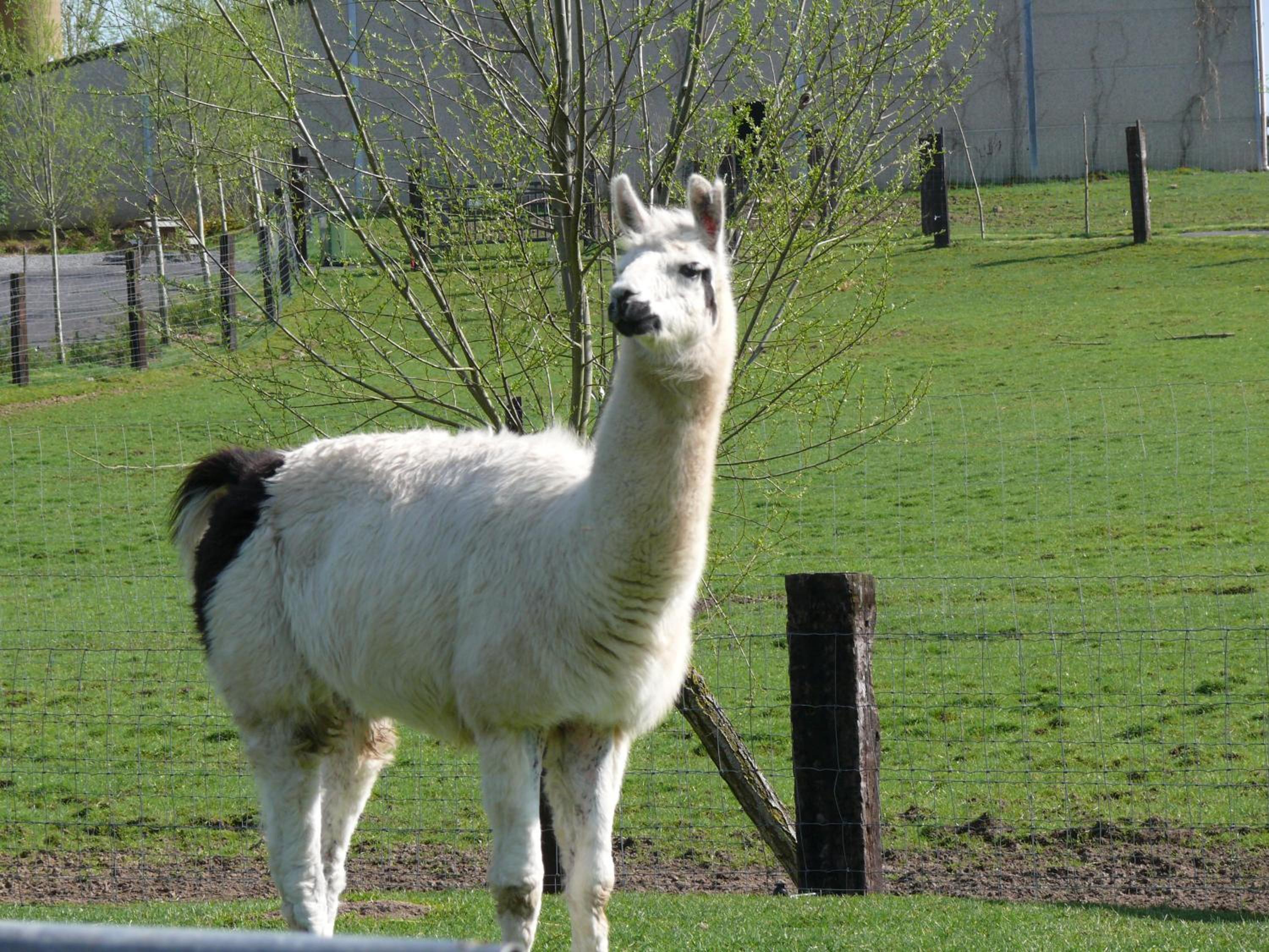 La Ligule - Cottages and children's farm