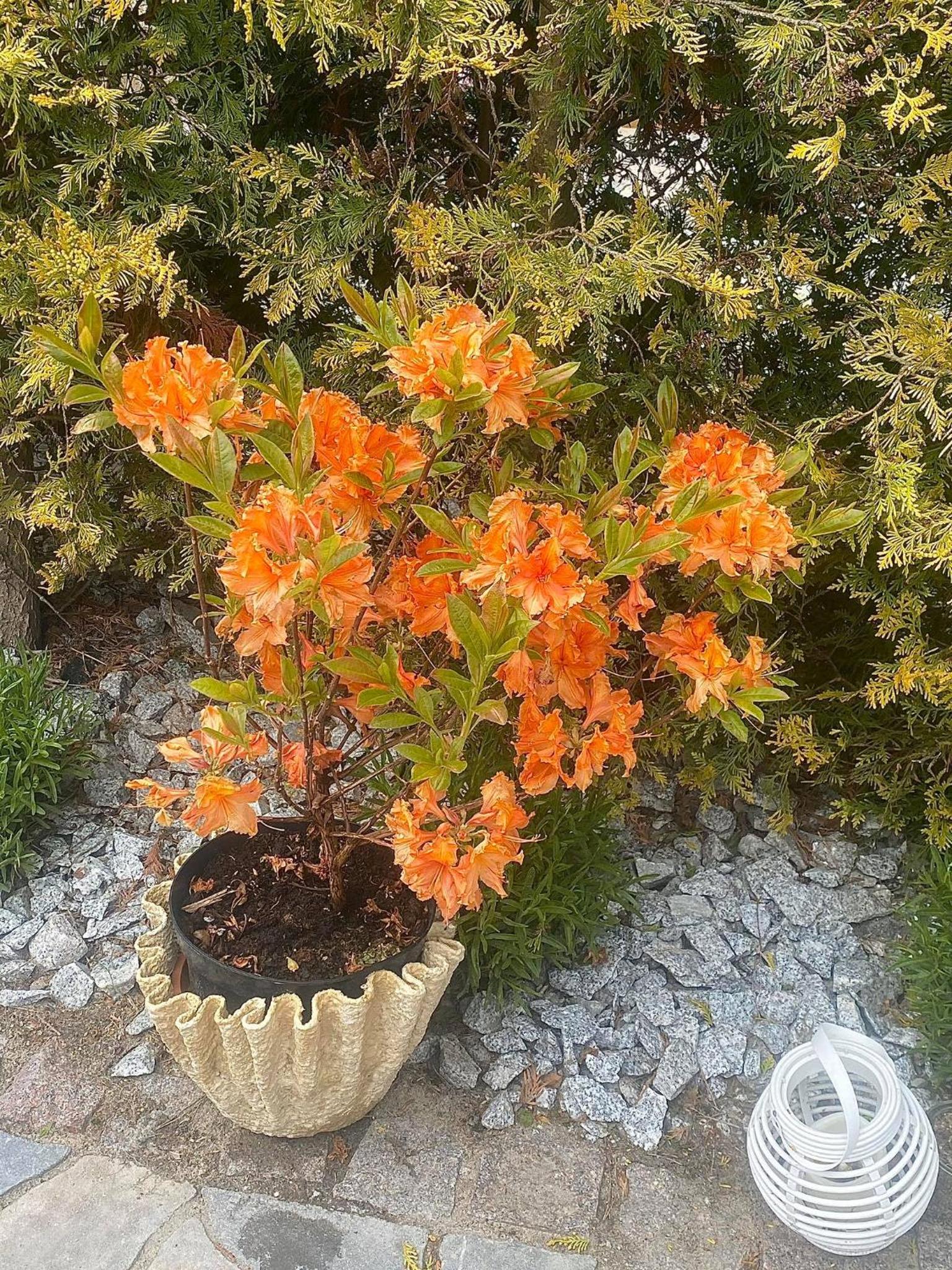 Photo 21