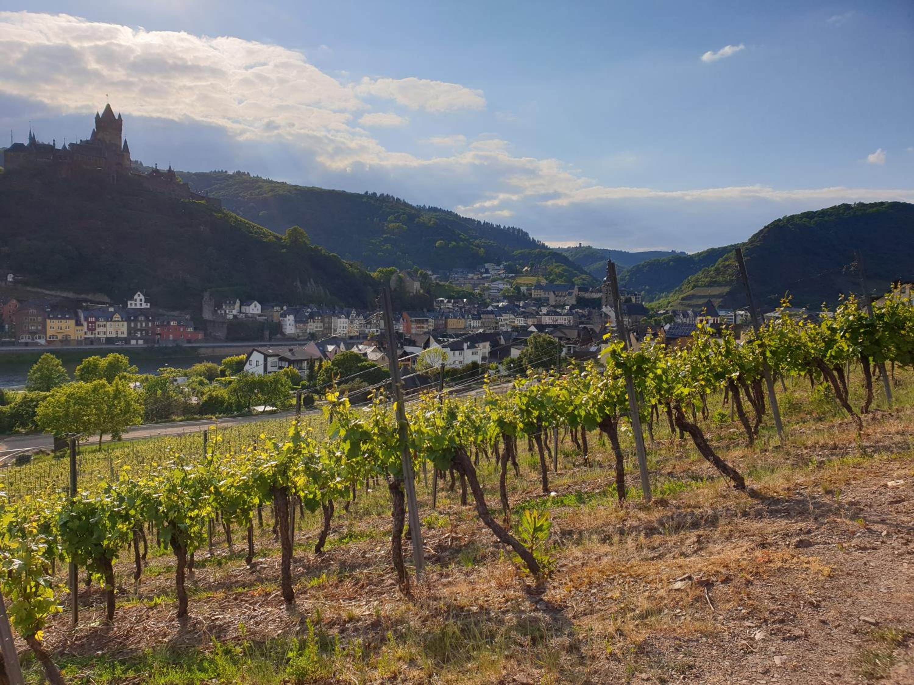 Weingut Haxel
