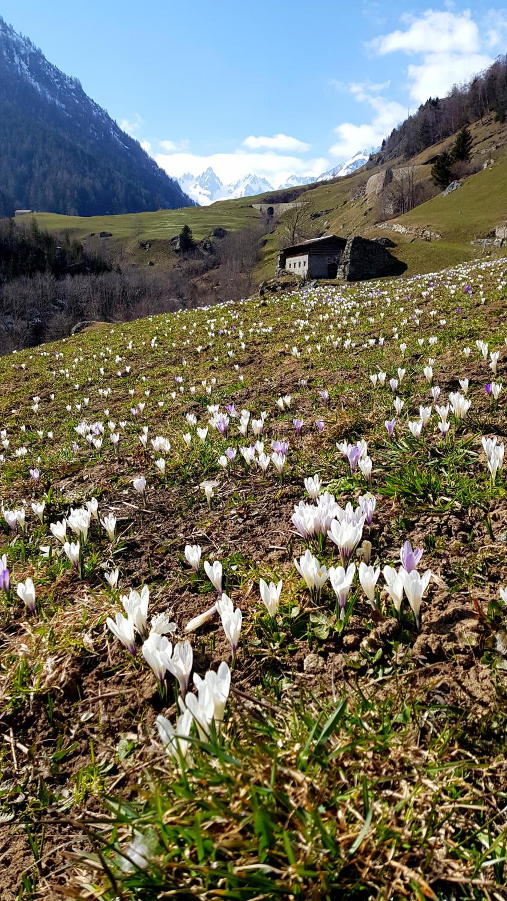 Gästehaus Alpenglühn