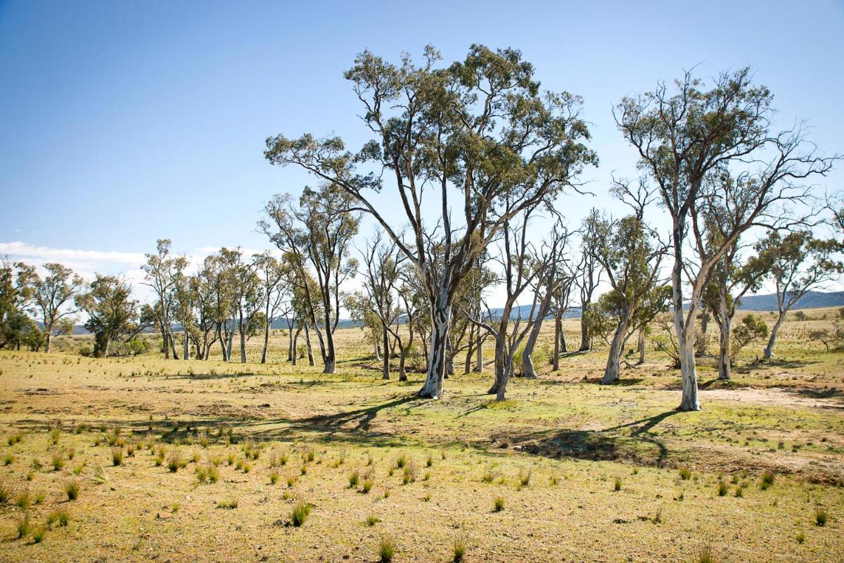 Holowiliena Station & The Outback Blacksmith