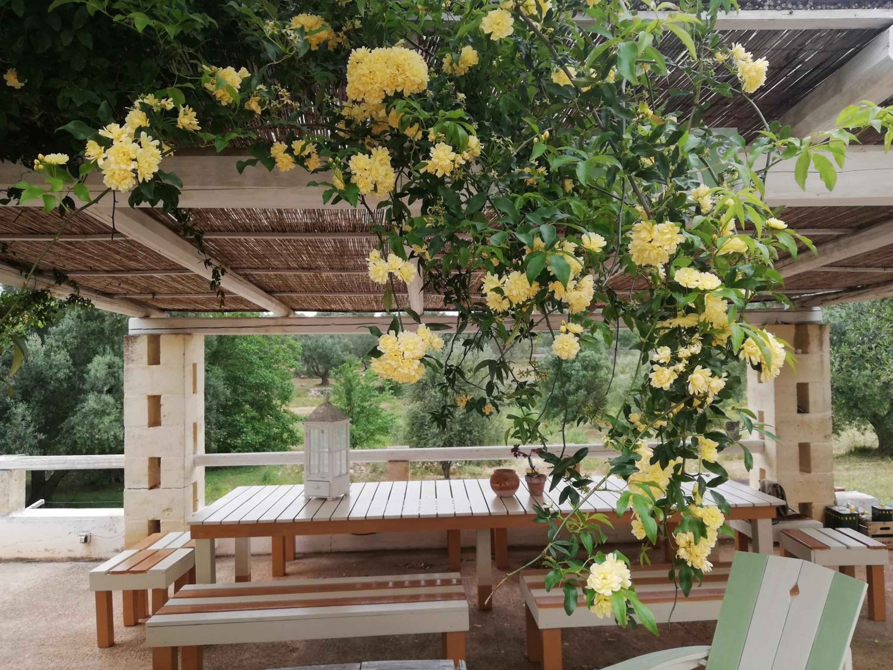 B&B Giovannarolla Green House view 4