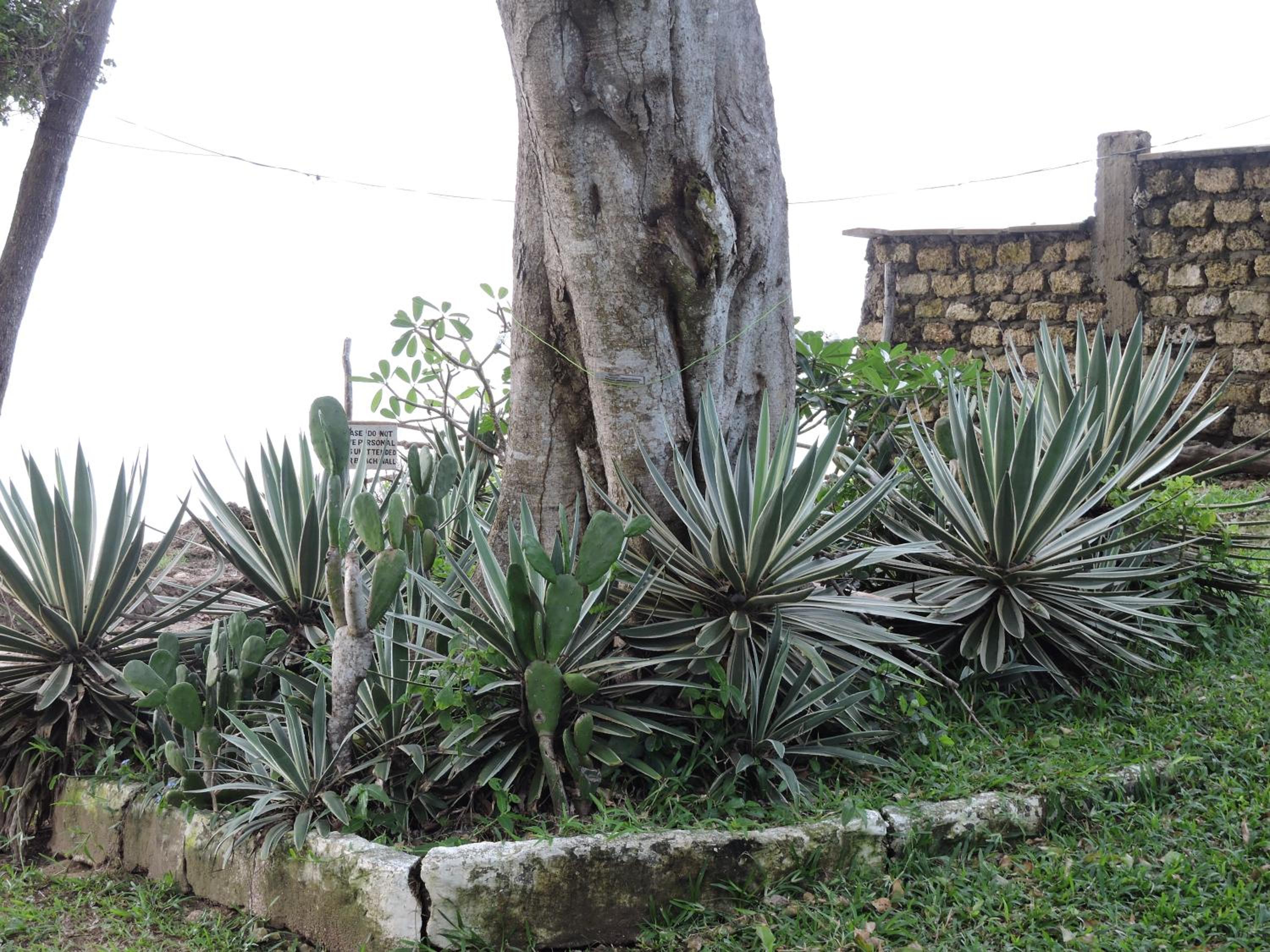 Diani Beachalets