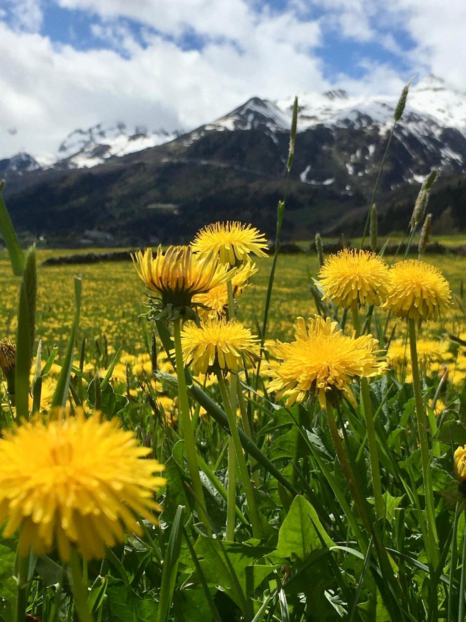 B&B Gottardo