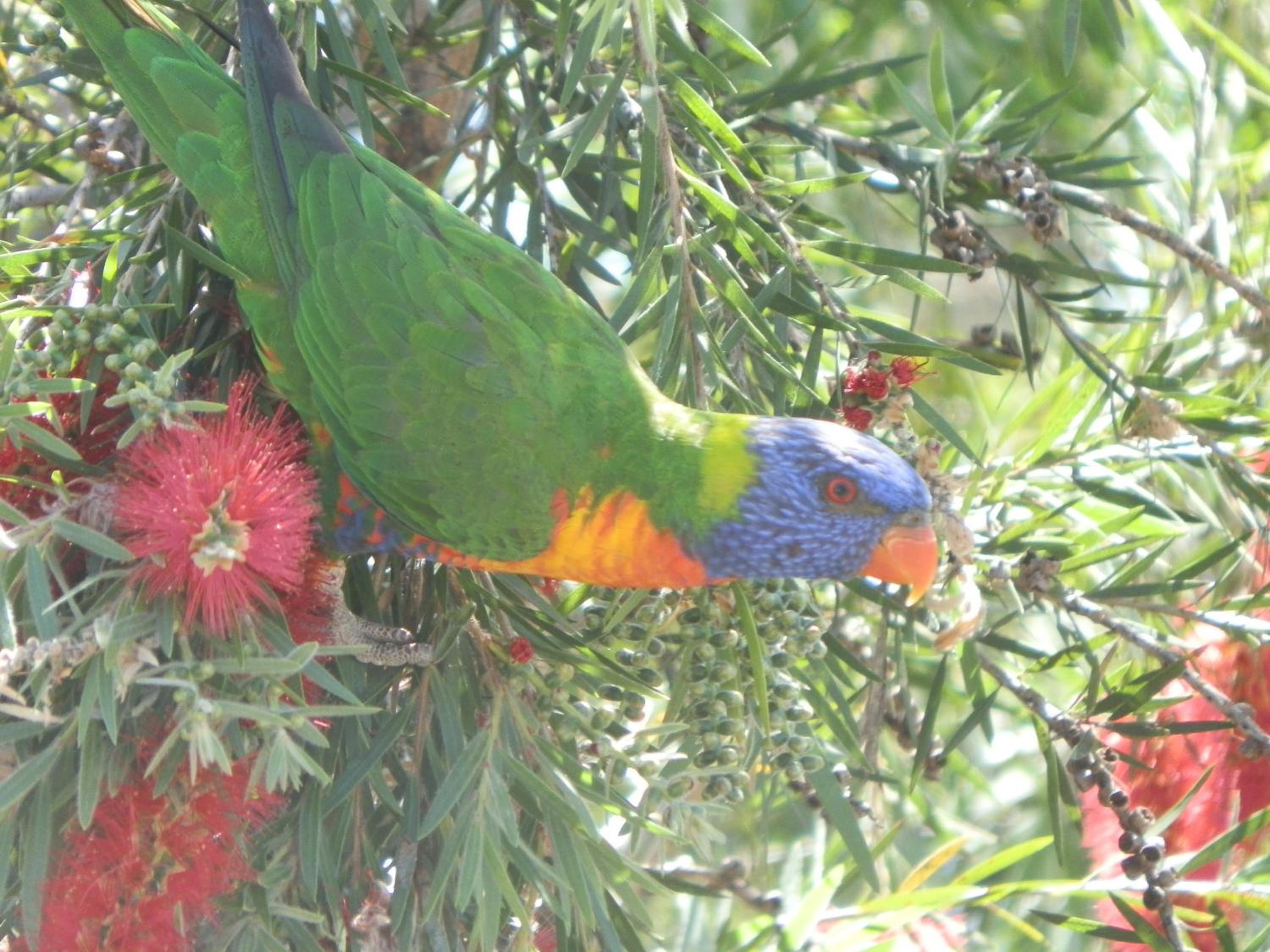 PepperTree Cabins, Kingaroy