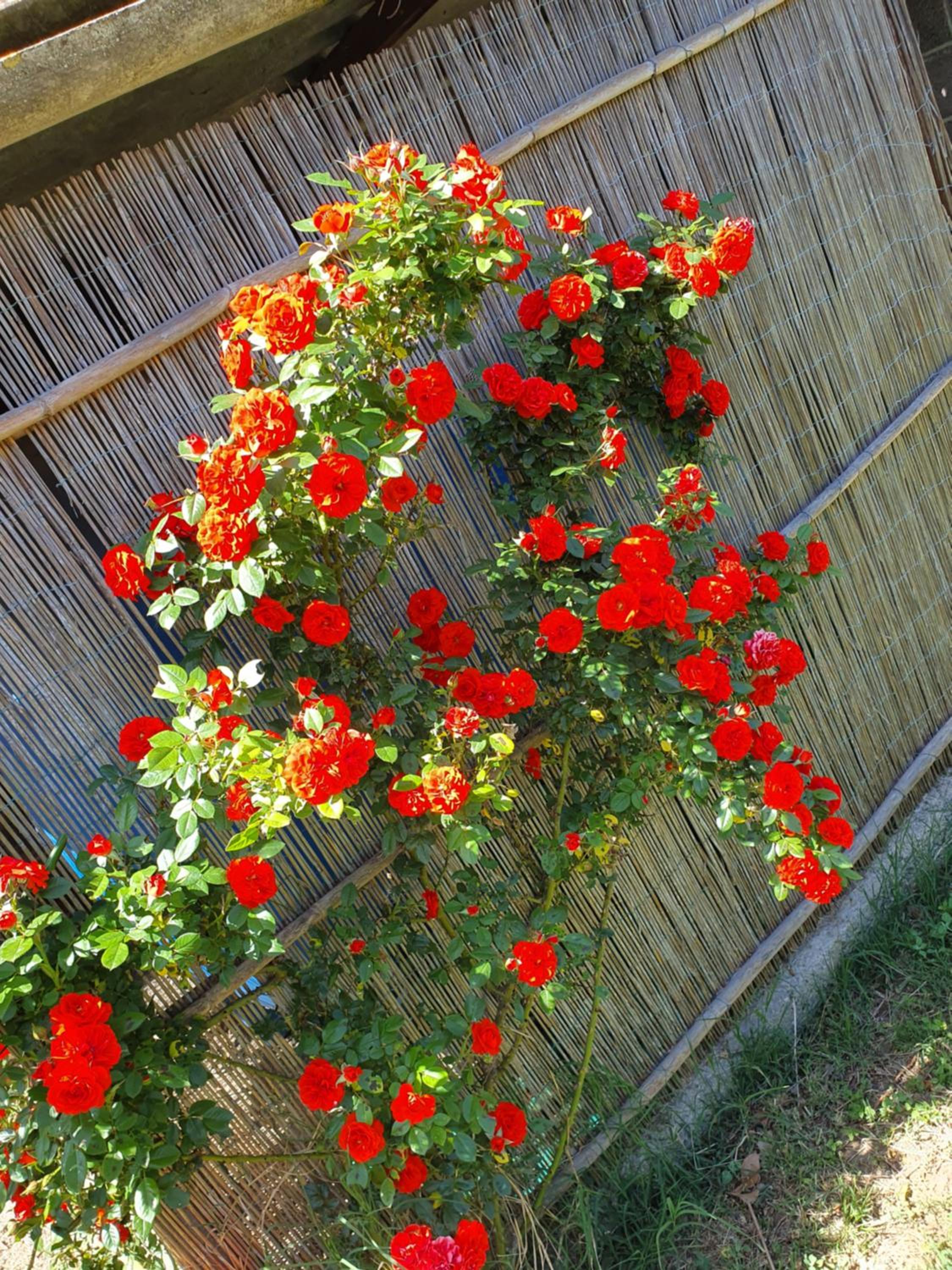 Agriturismo Severini