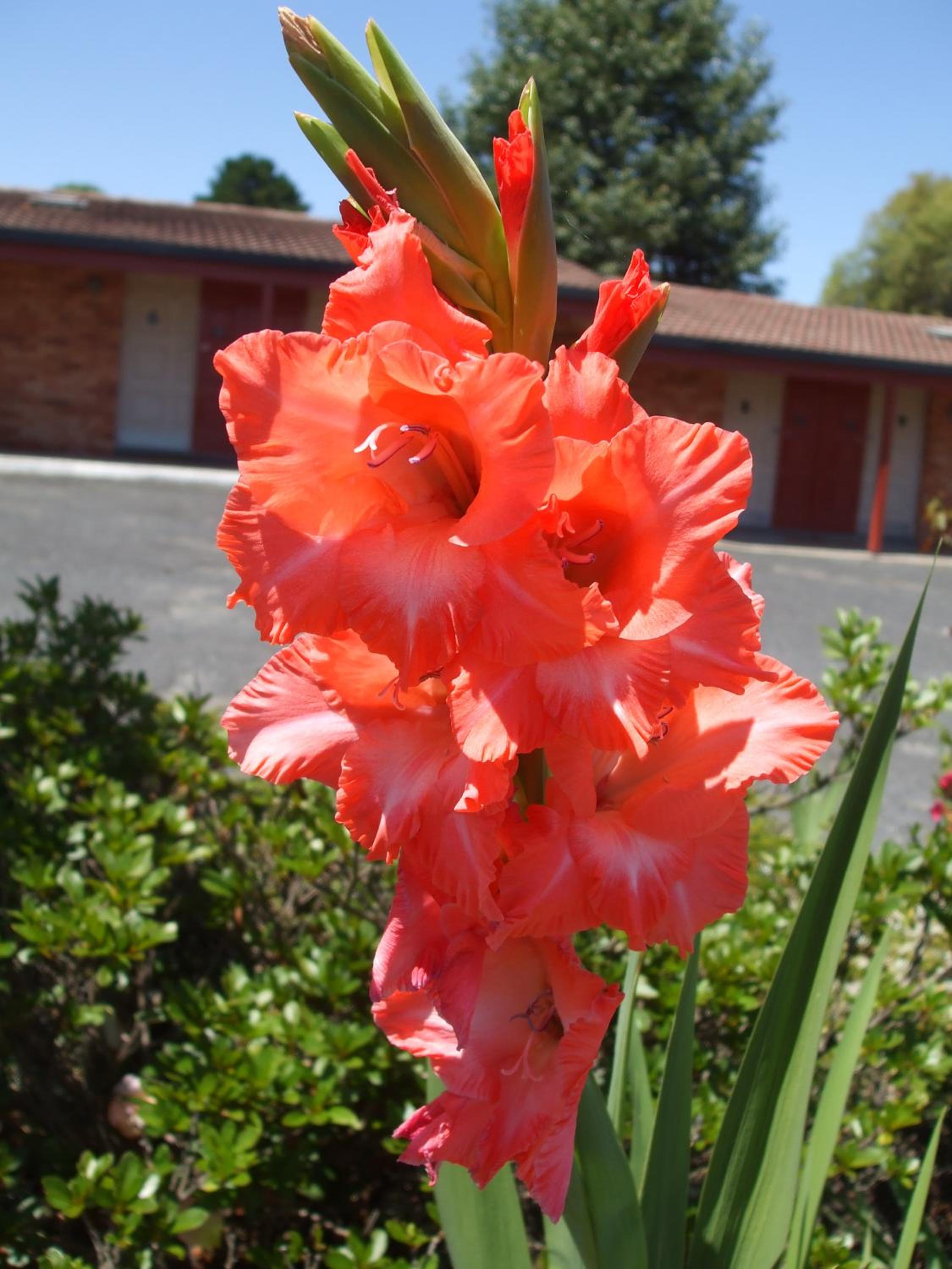Anna Bella Motel Glen Innes