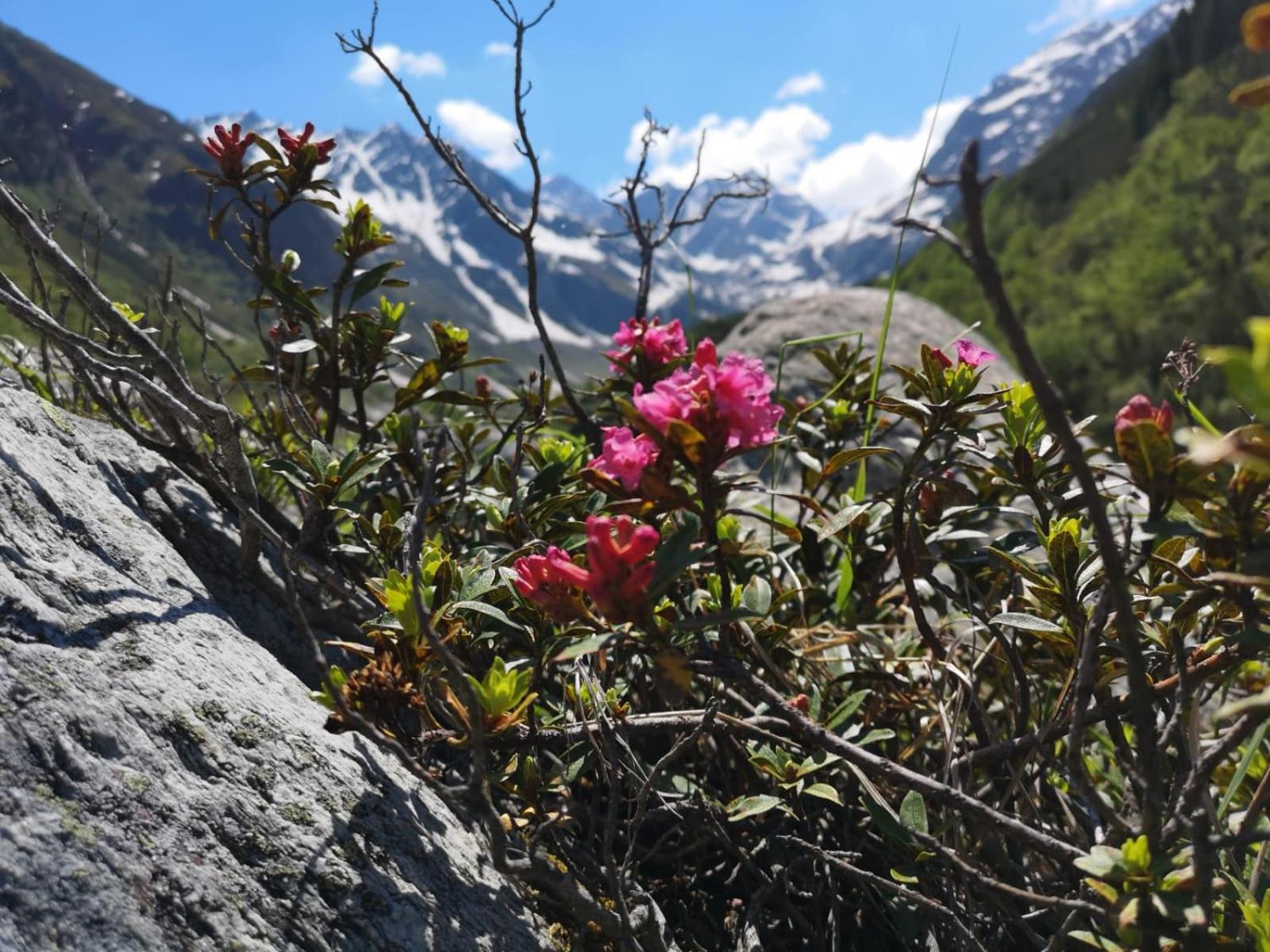 Piz-Hotel