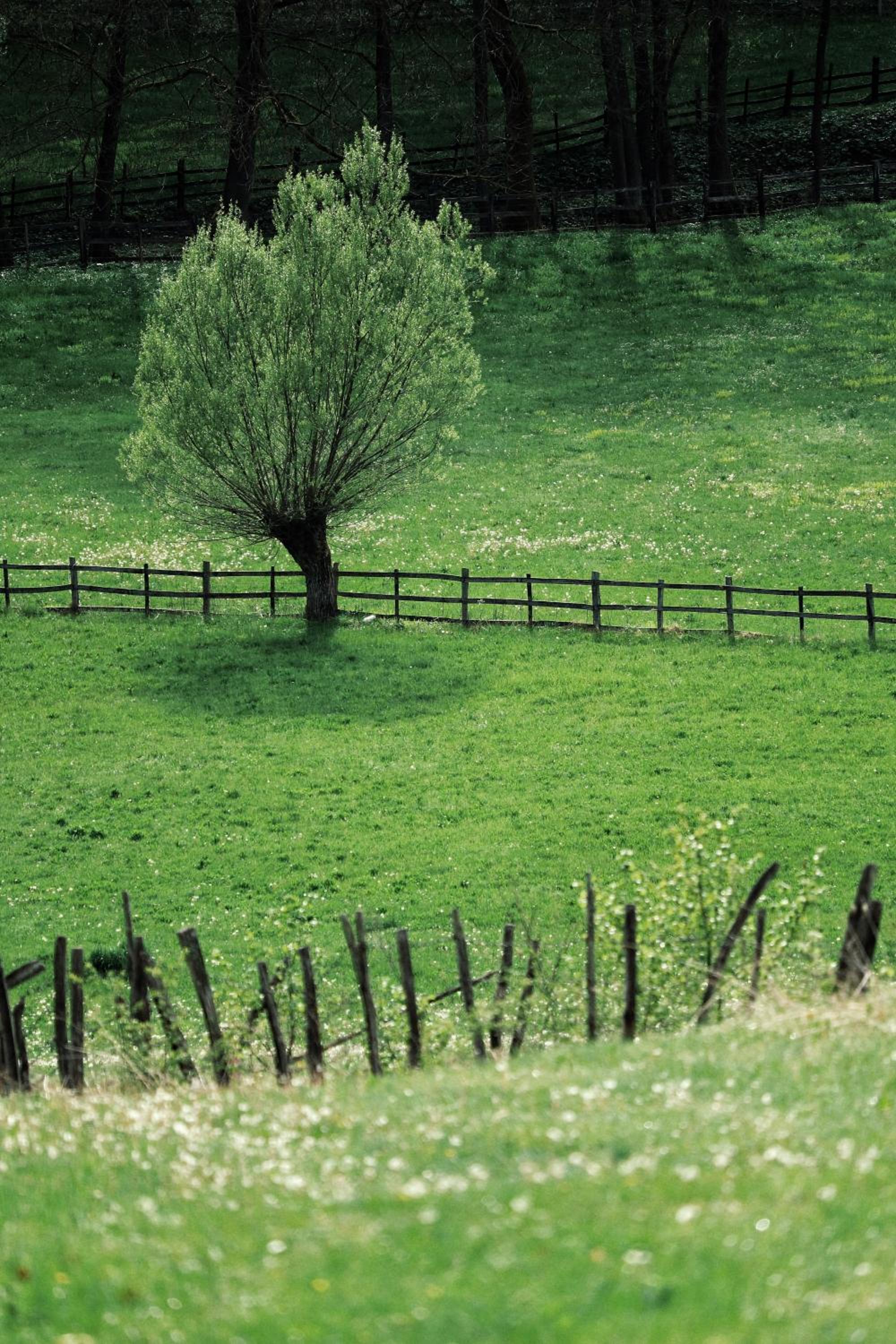 Photo 42