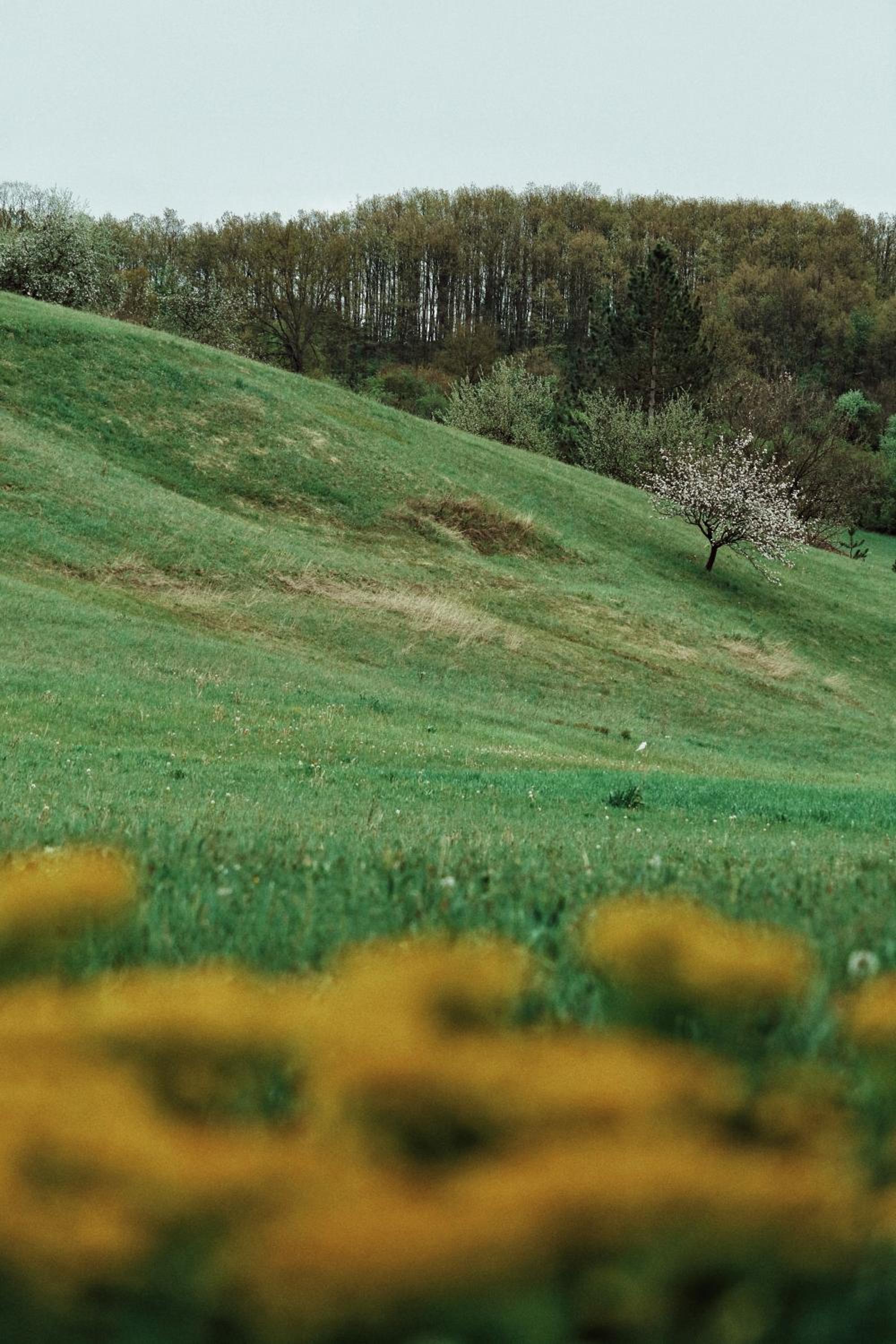Photo 45