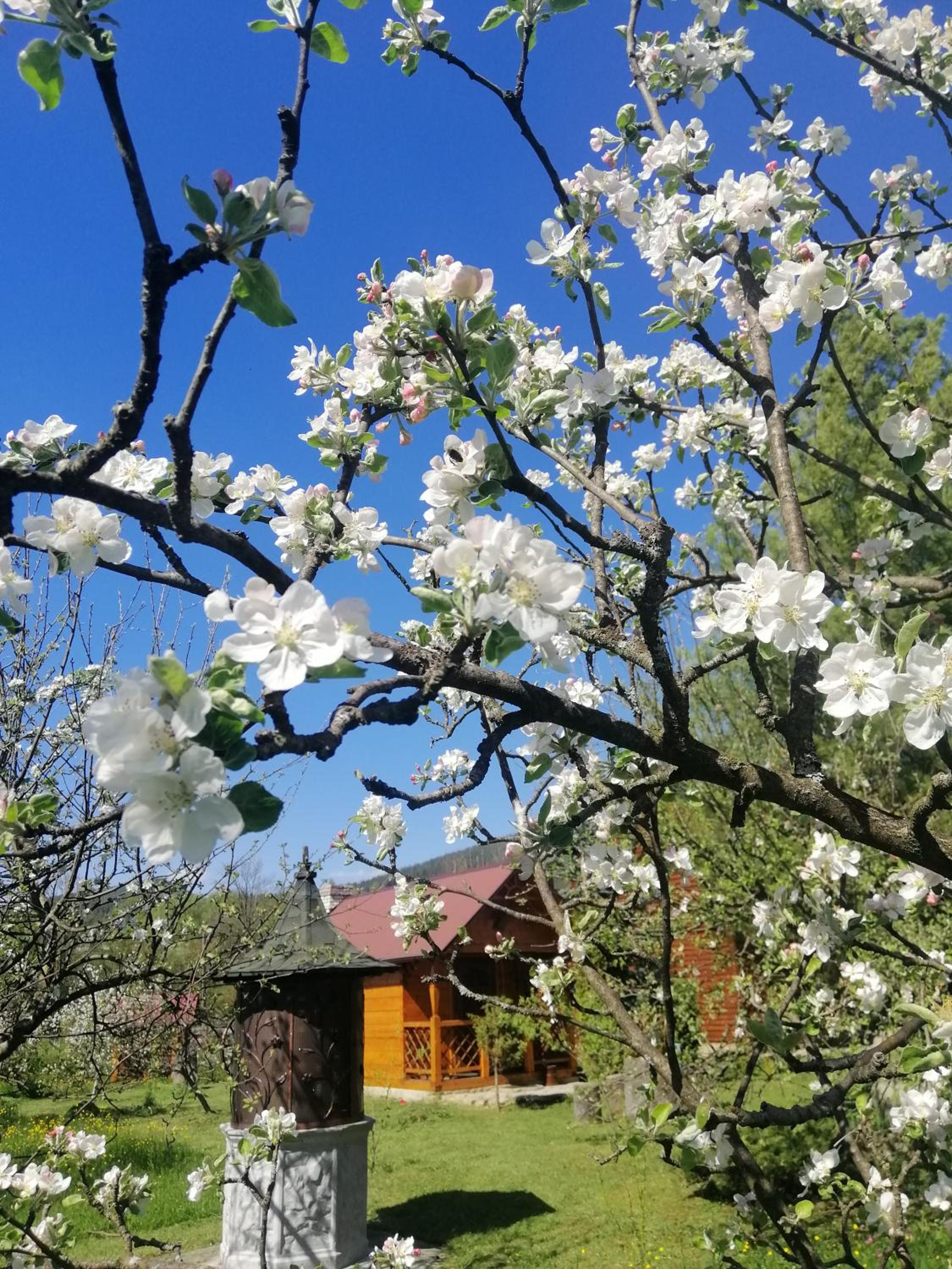 Medova Hata, photo 19