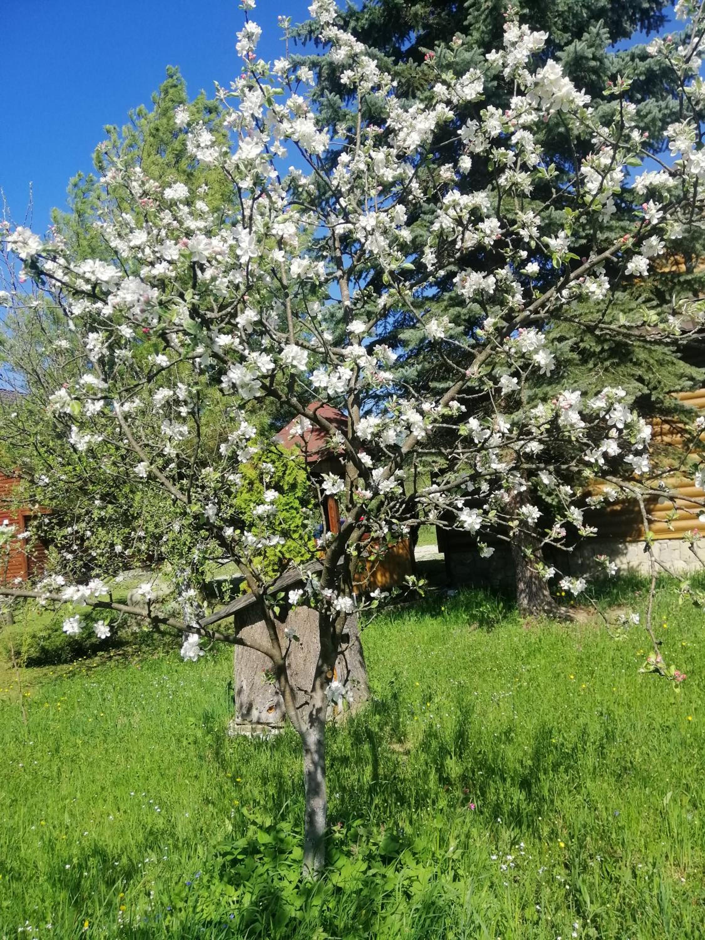 Medova Hata, photo 9