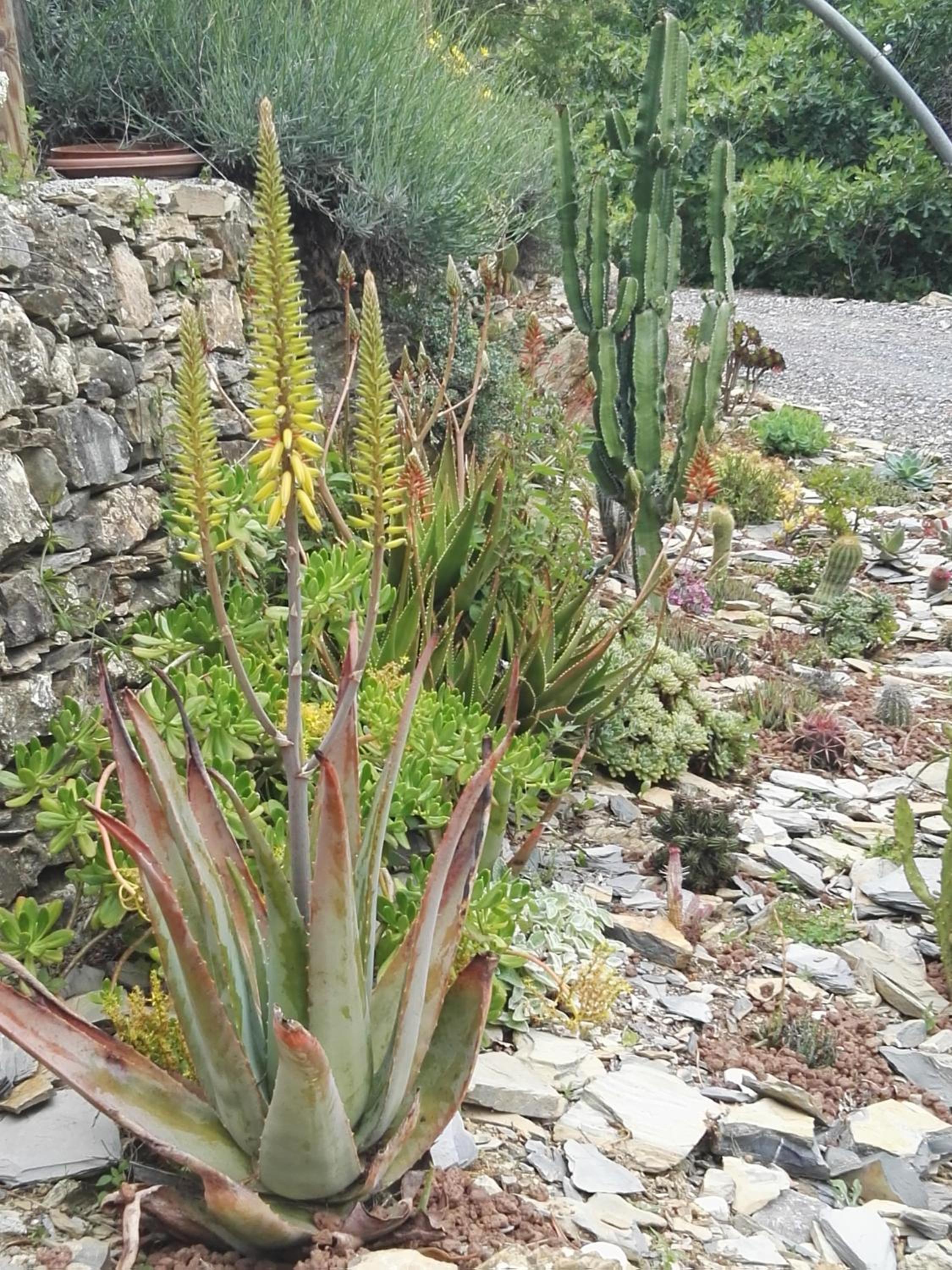 Terre Di Garlenda view 4
