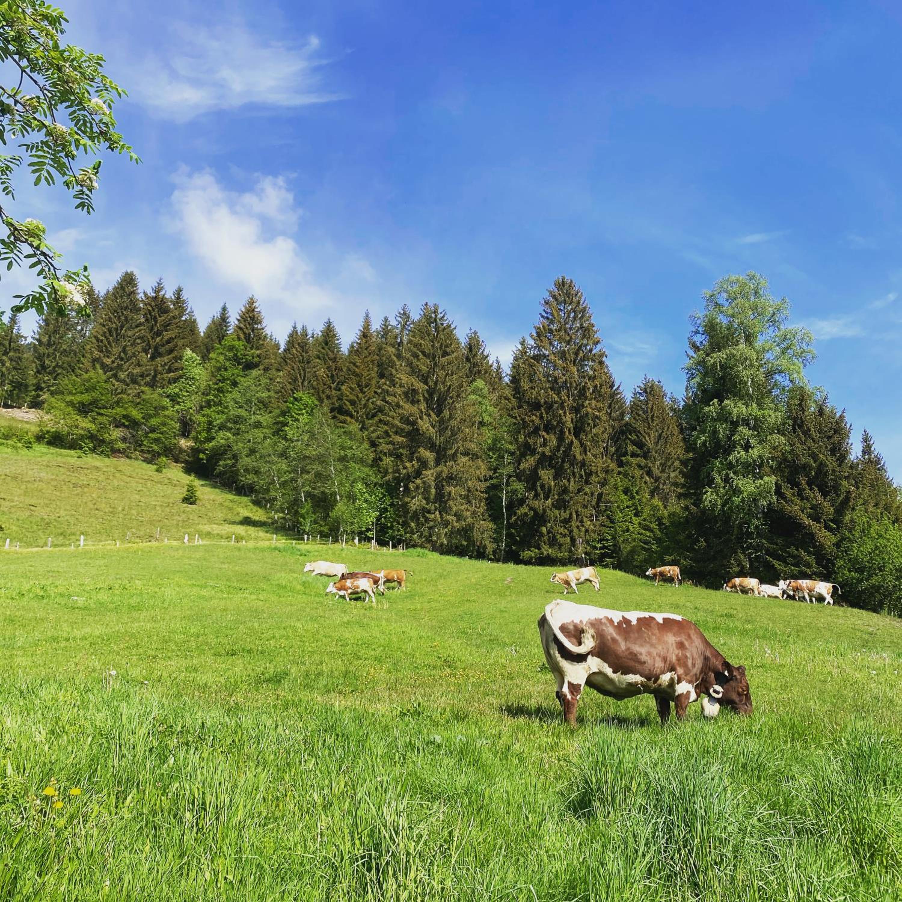 Bauernhof Unterbichl