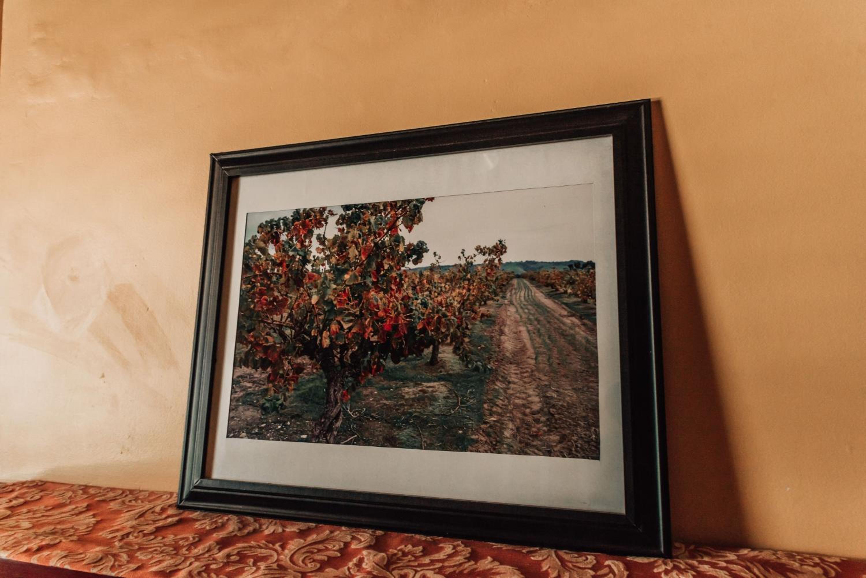 Barossa Dreams