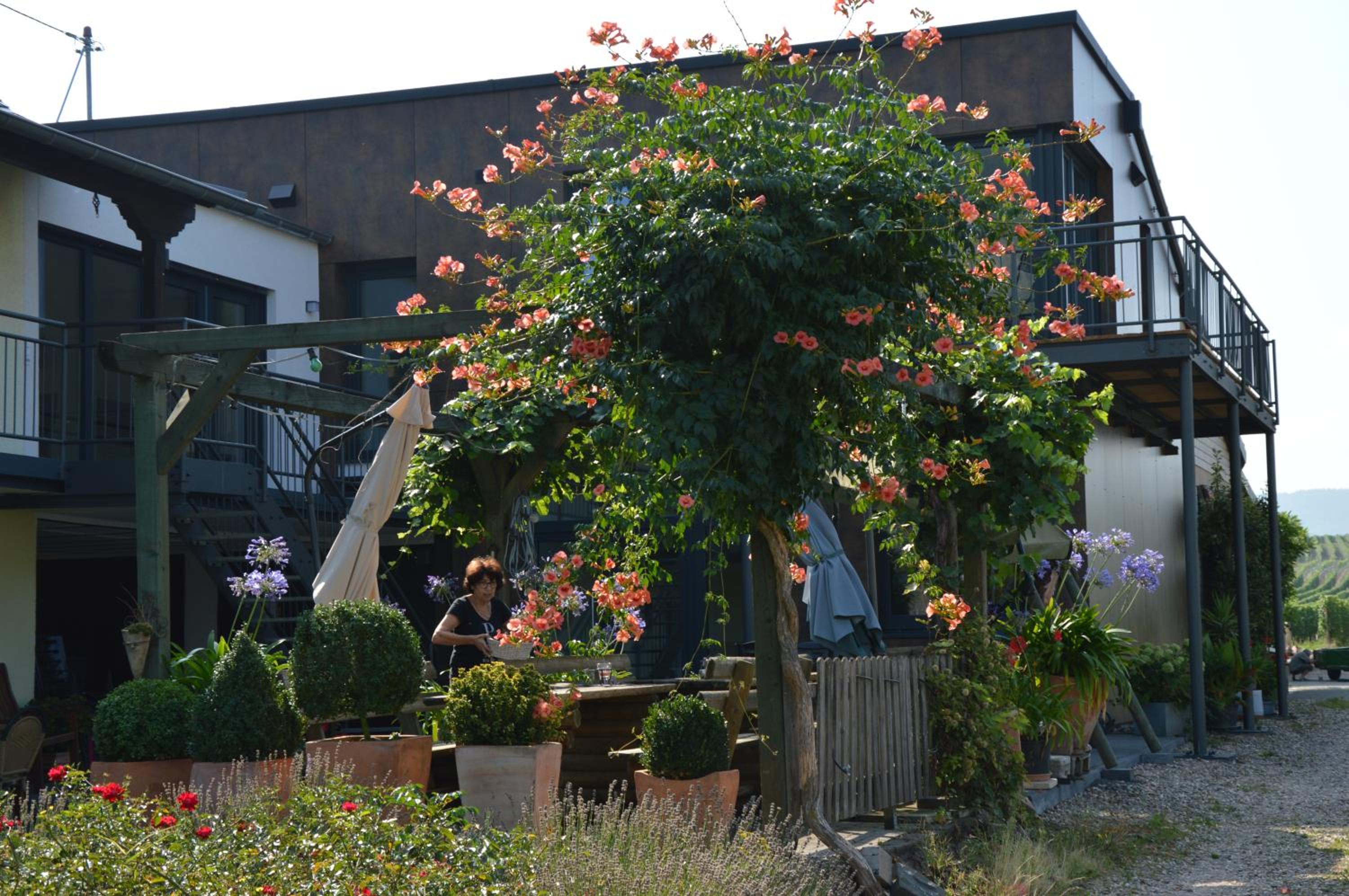 Wein & Gästehaus Porten-Becker view 4