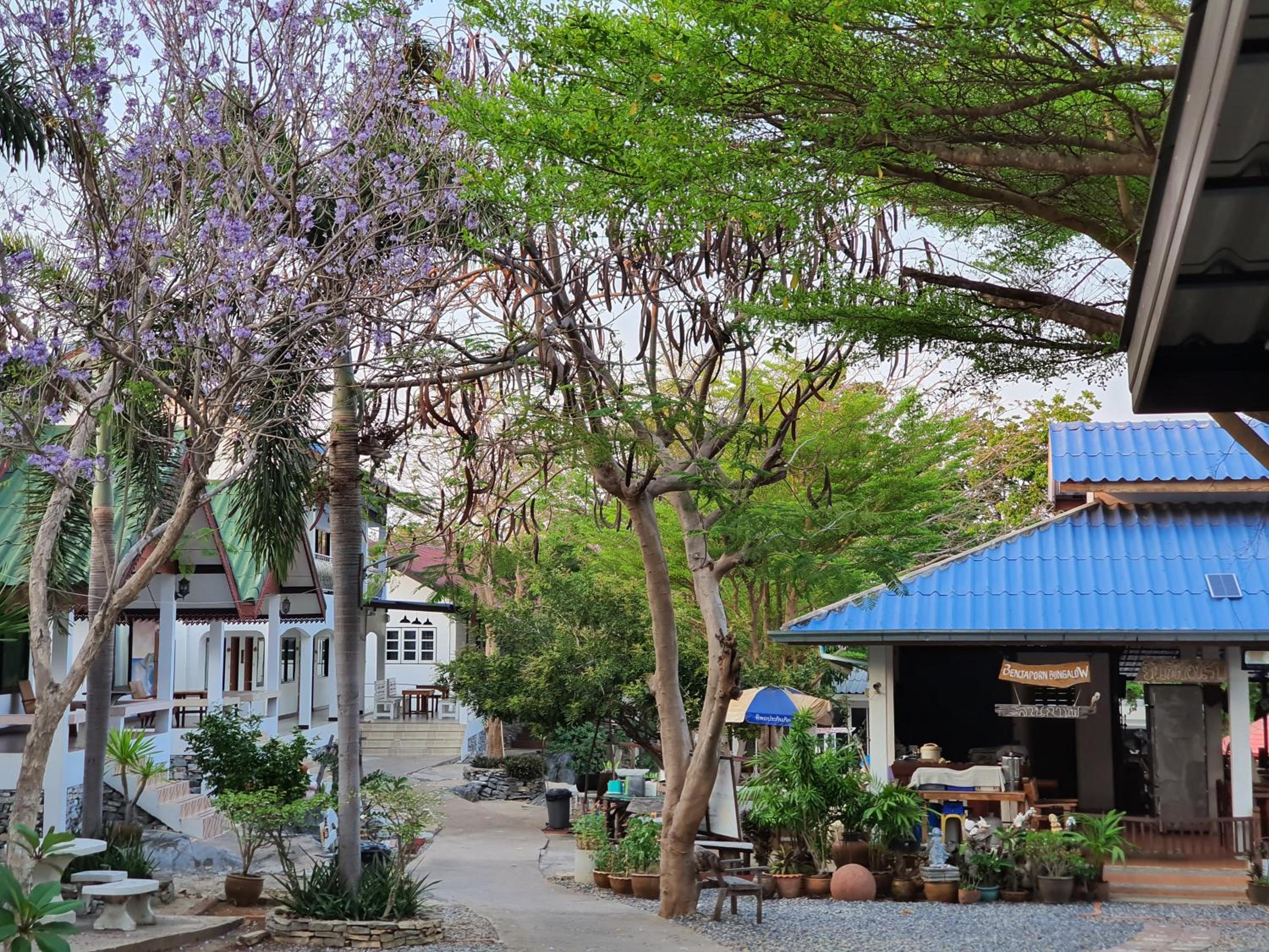 Beluga koh Sichang