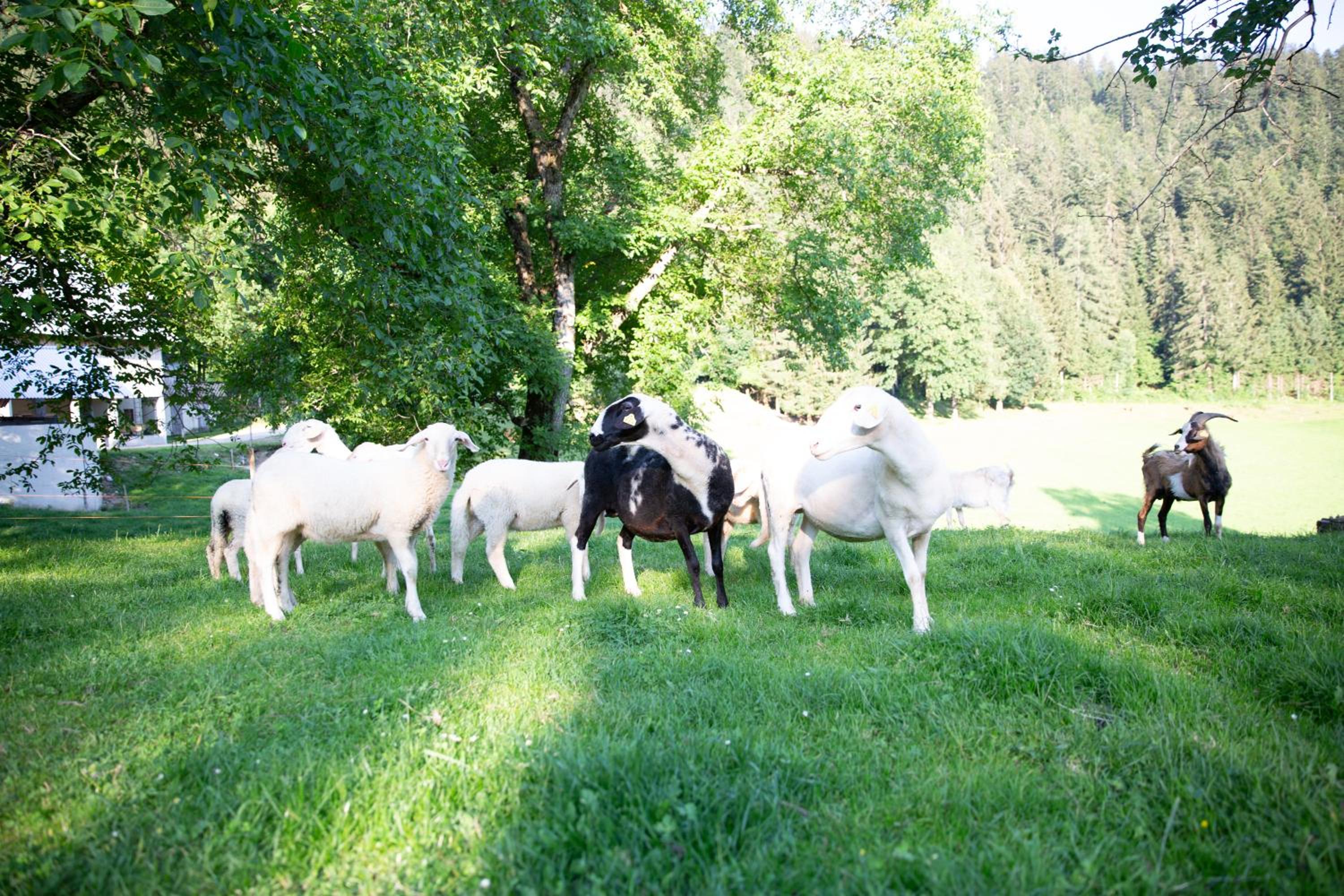 Photo 46