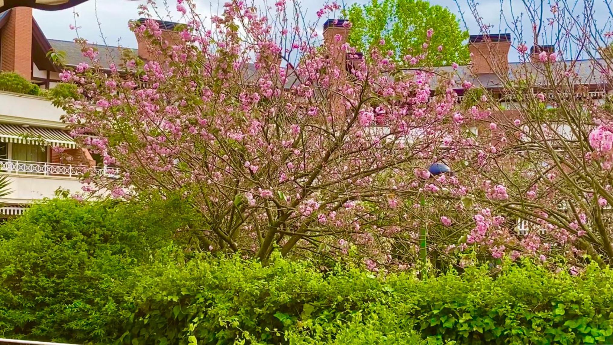 Apartamento con Jardín