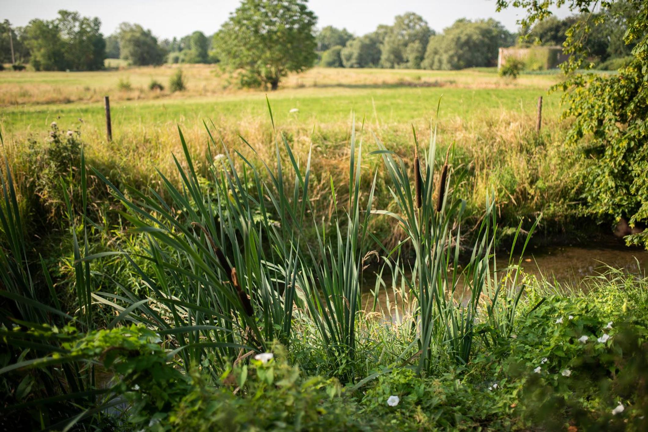 Les gîtes du Moulin castral
