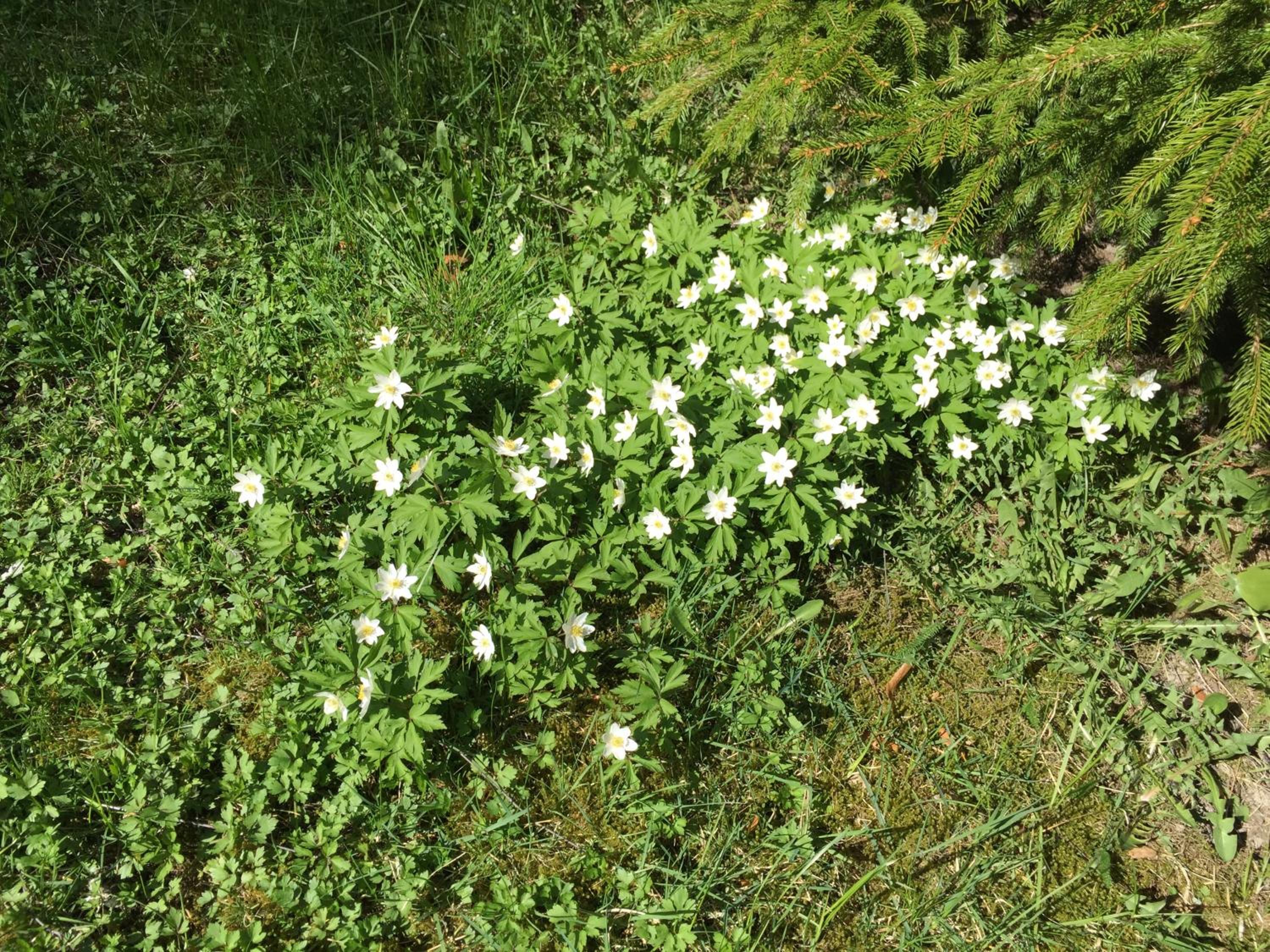 Photo 33