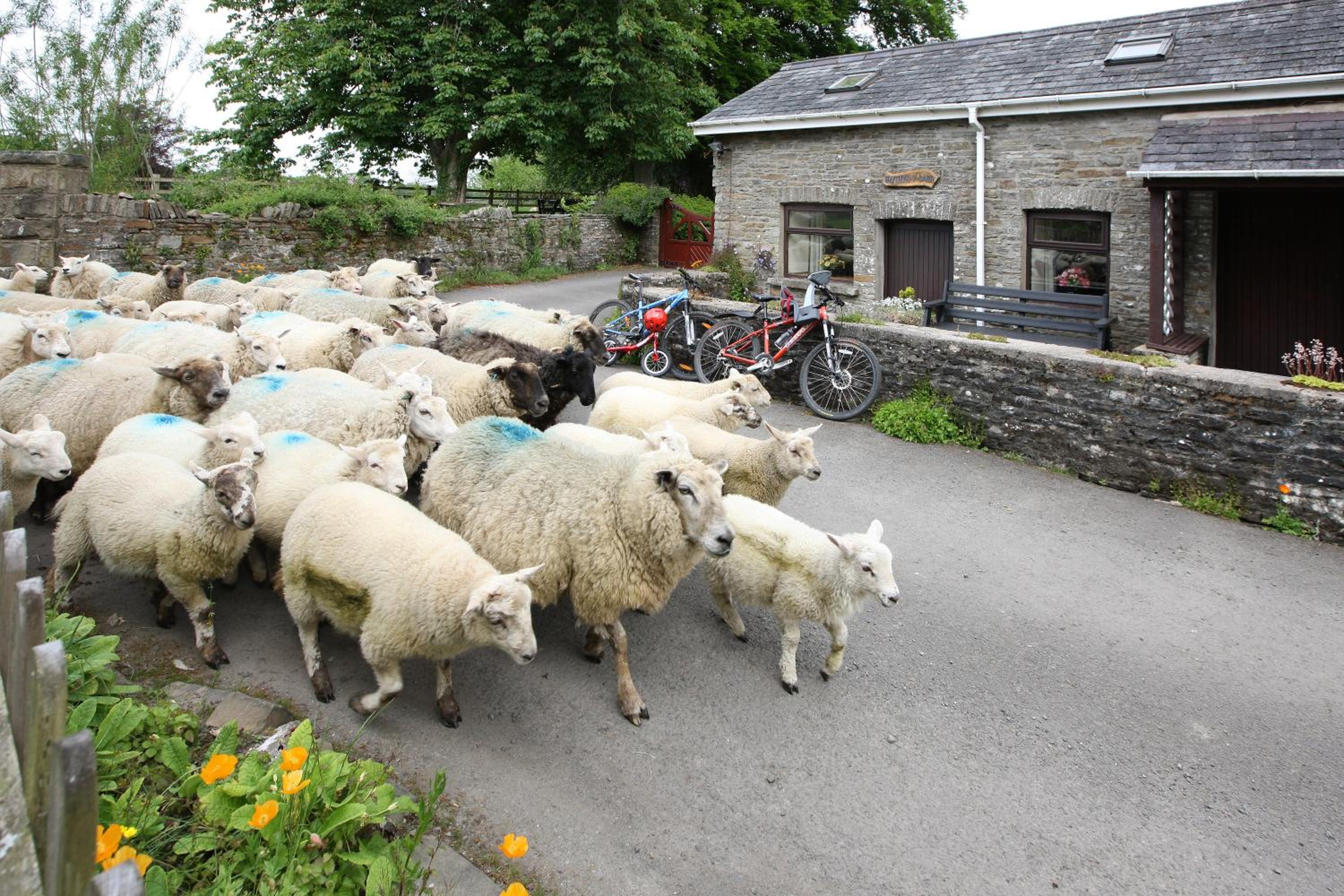 Swansea Valley Holiday Cottages