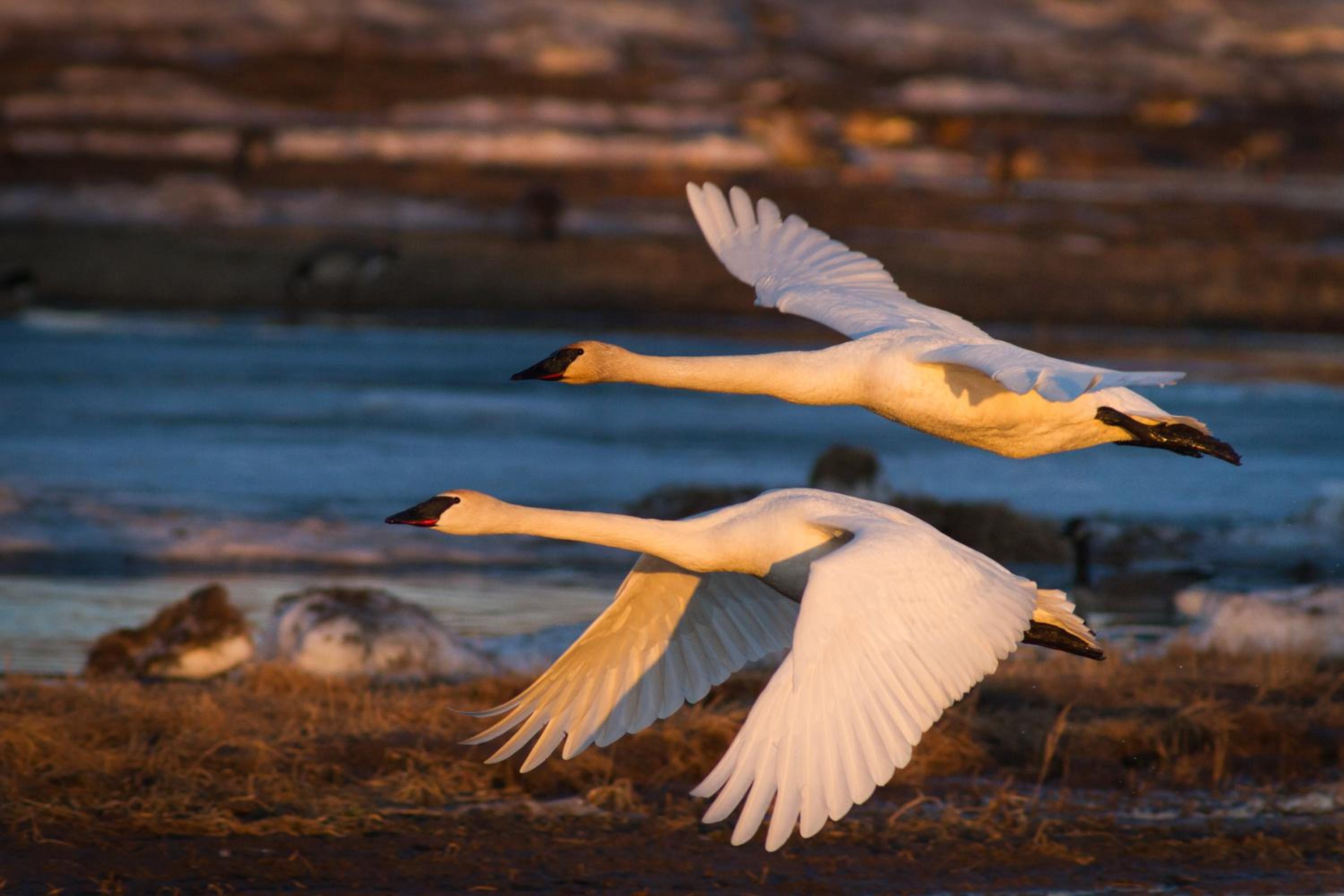 Fairbanks Vacations - Candlewood Suites - Fairbanks, an IHG Hotel - Property Image 10