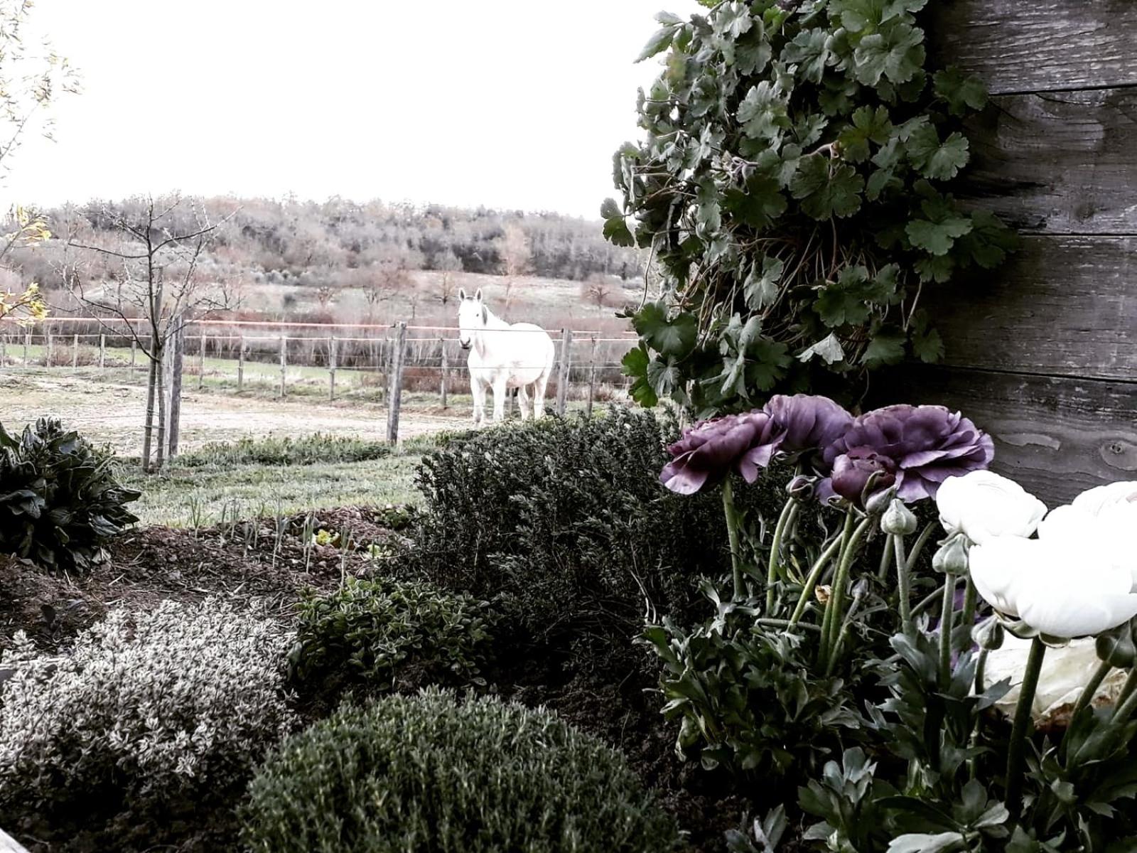 Podere Pievina Delle Corti - Dimora di Campagna