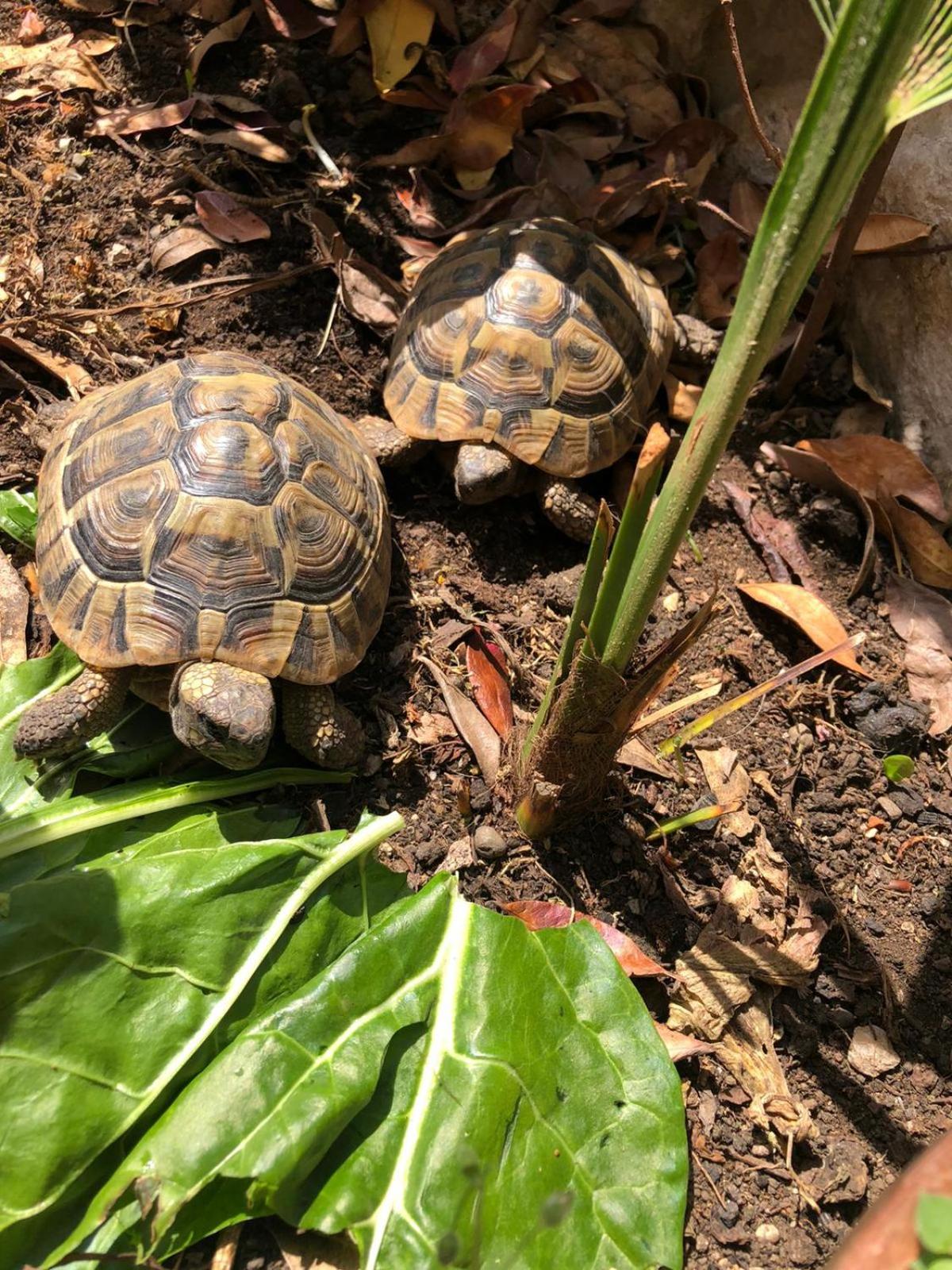 Tortoise view 4