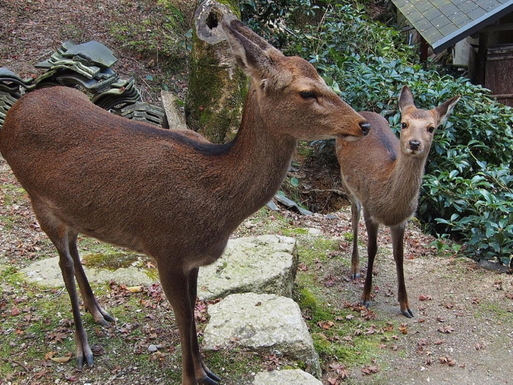 Sakuraya