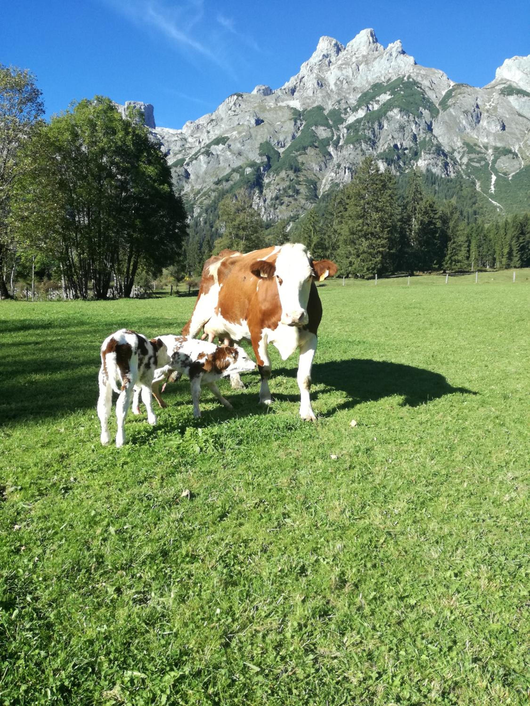 Bio Bauernhof Vorderoberlehen