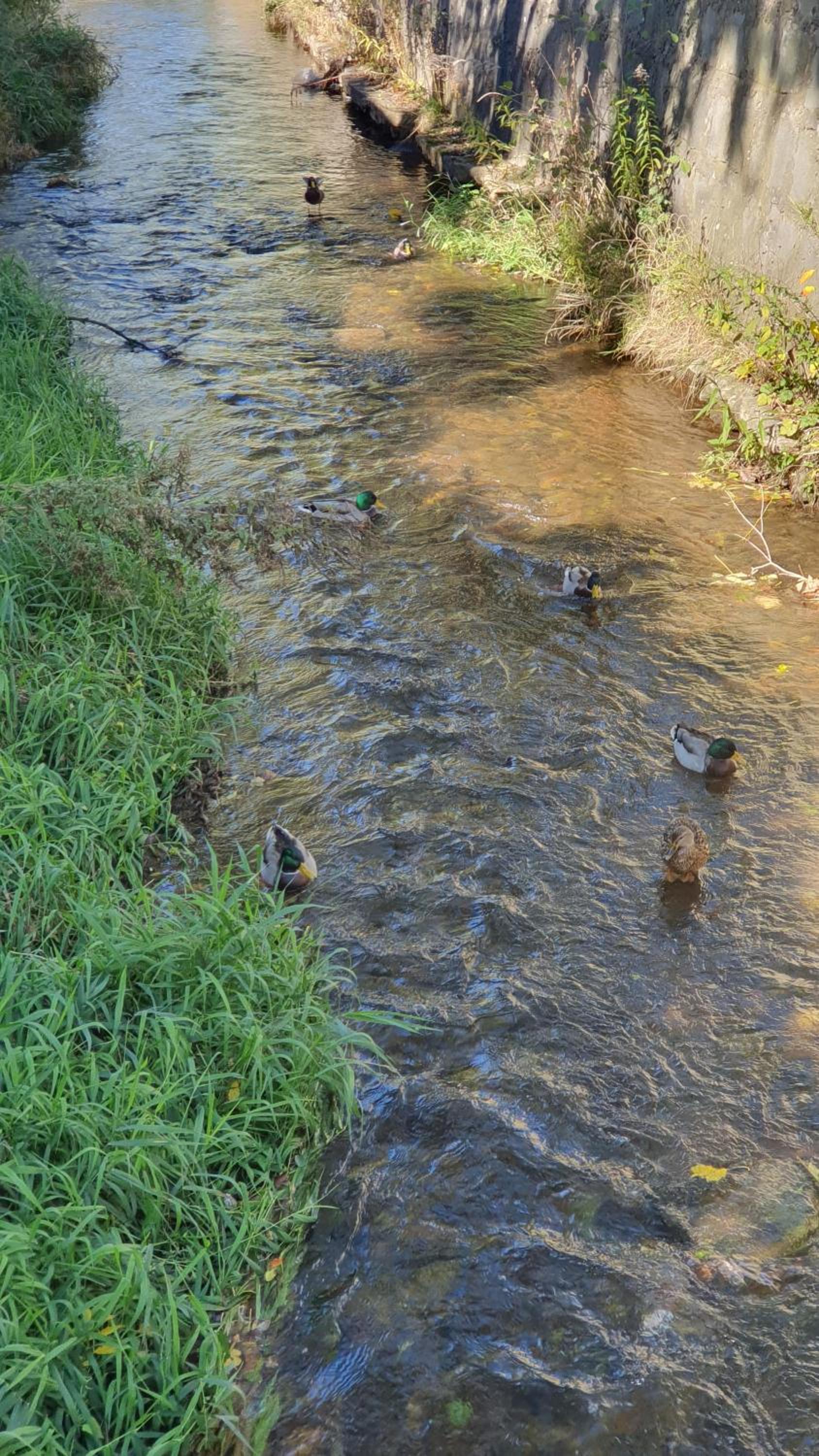 Photo 44