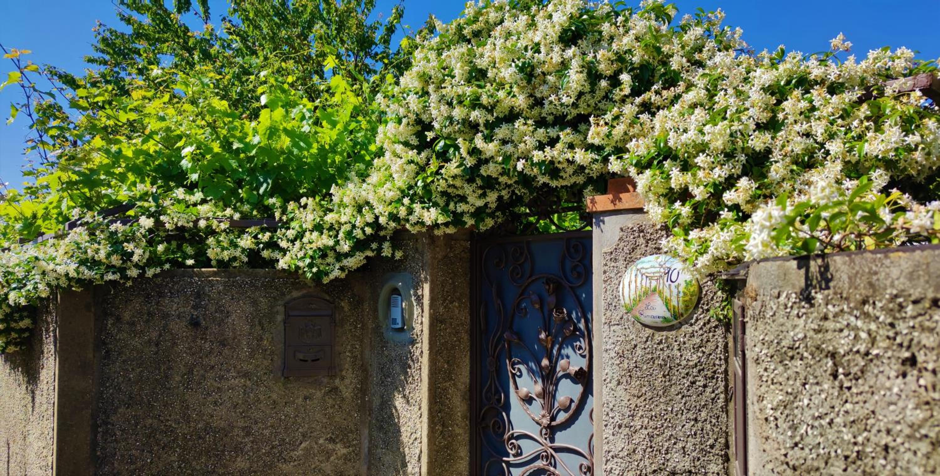 La Primavera photo 3