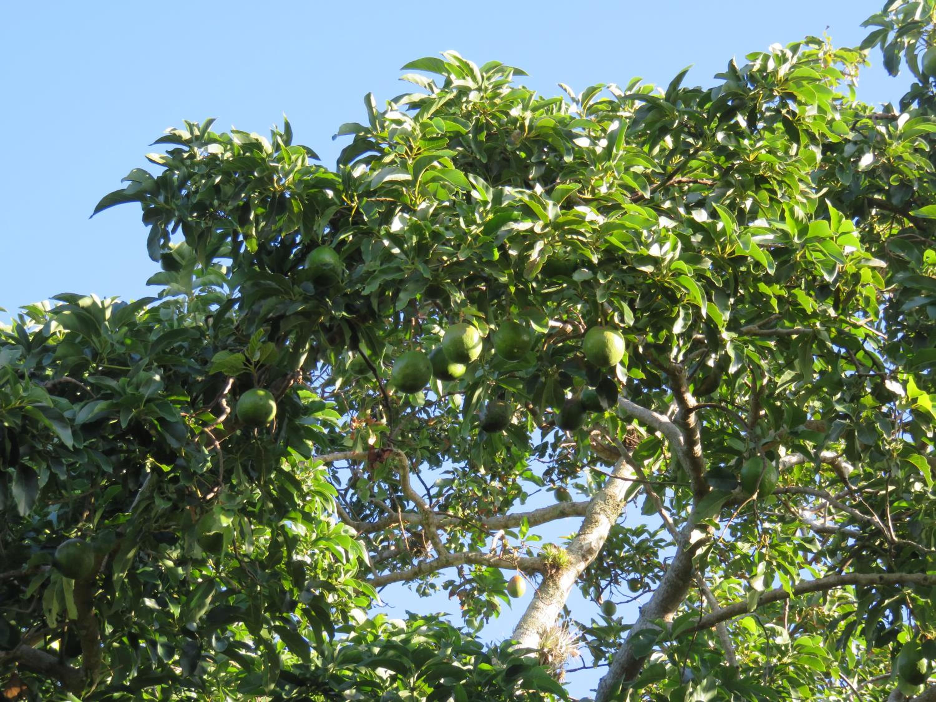 Pousada Biso Finoca Ibiraquera view 4