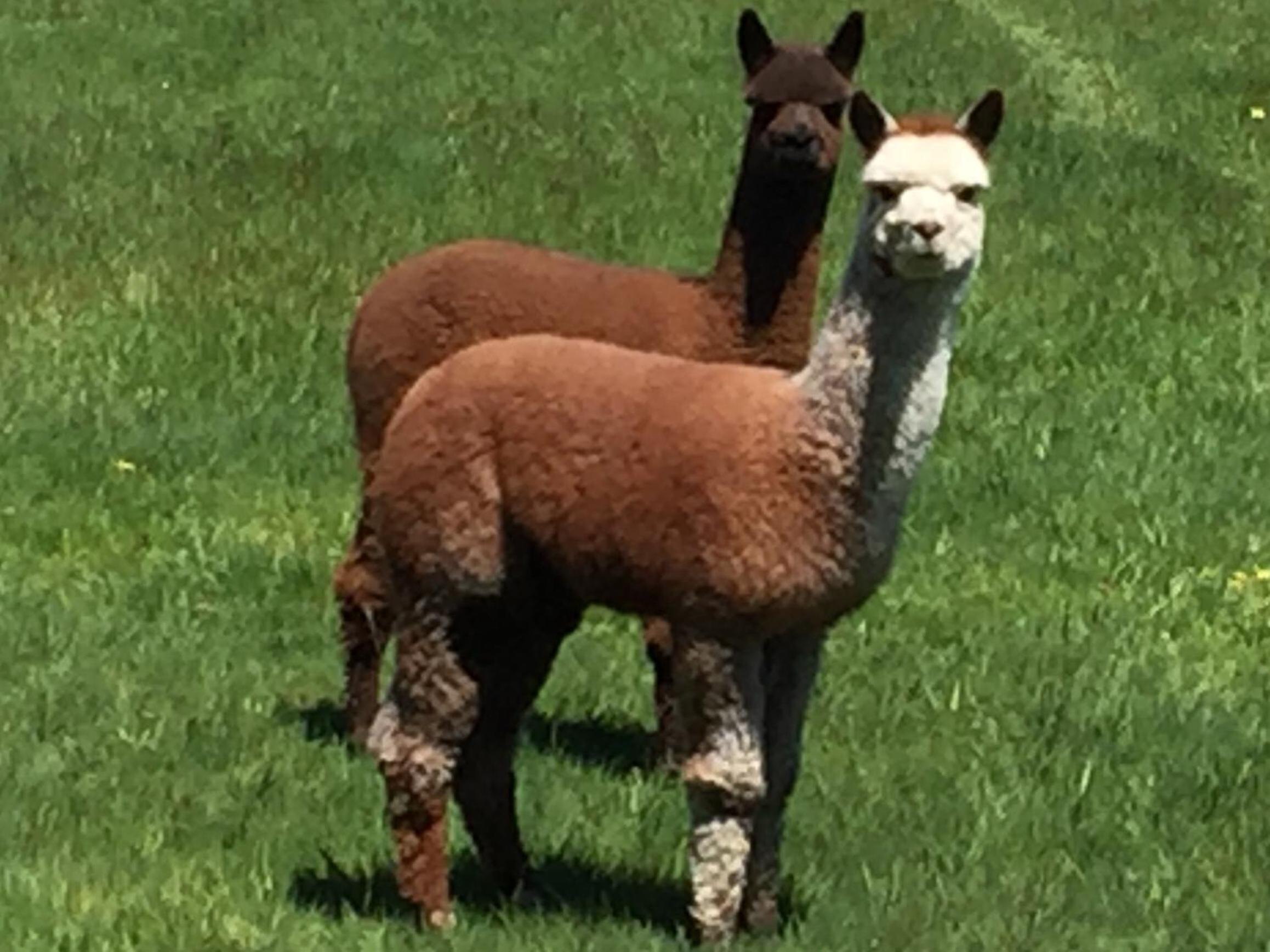 Raynella Alpaca Farmstay