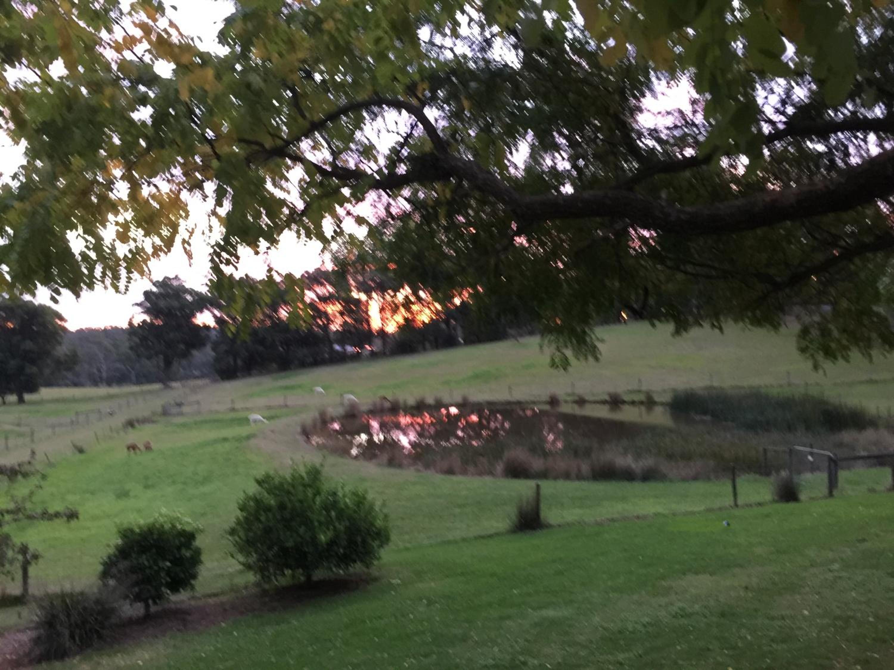 Raynella Alpaca Farmstay