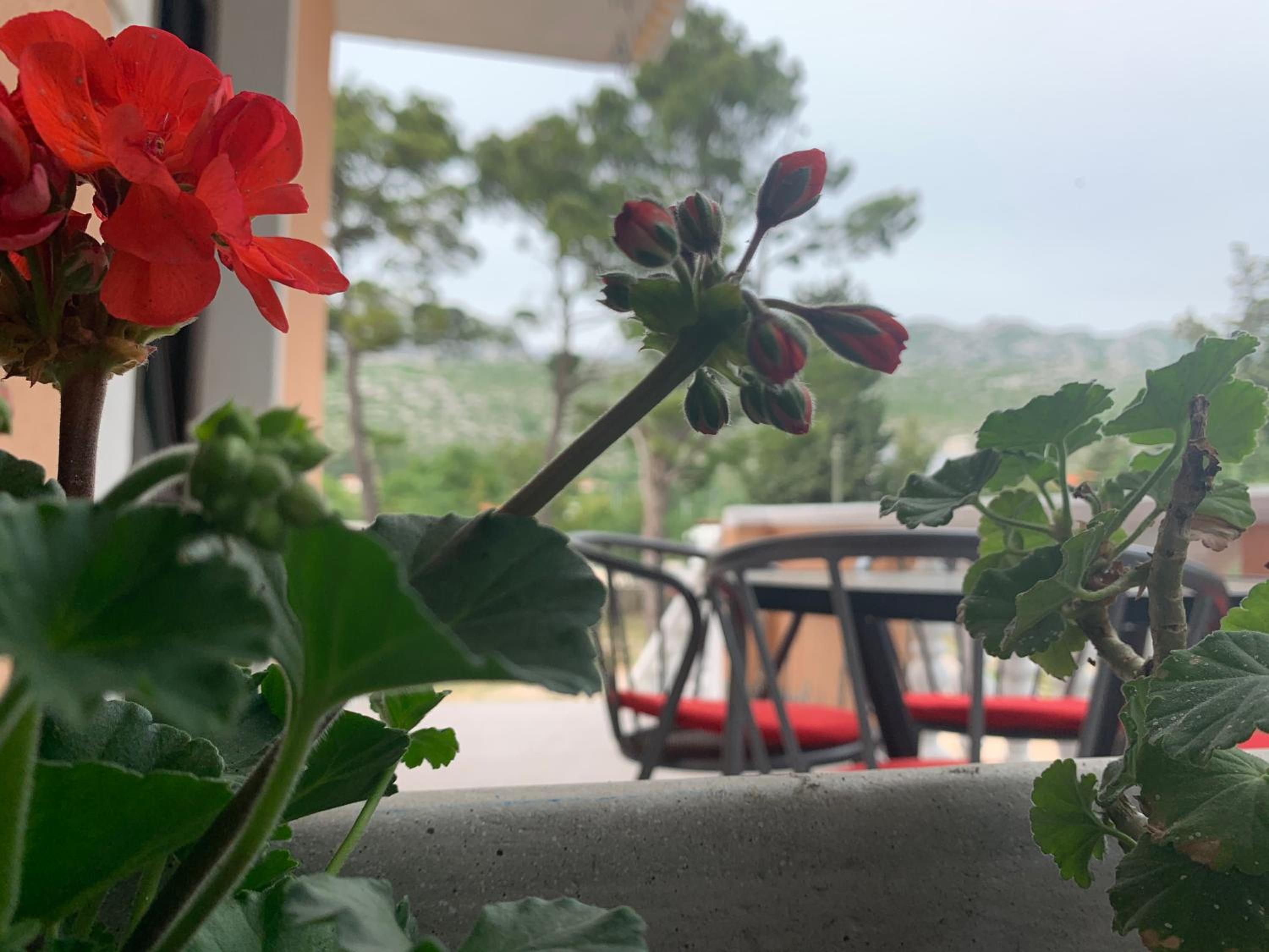 Apartmani Spomenka view 4