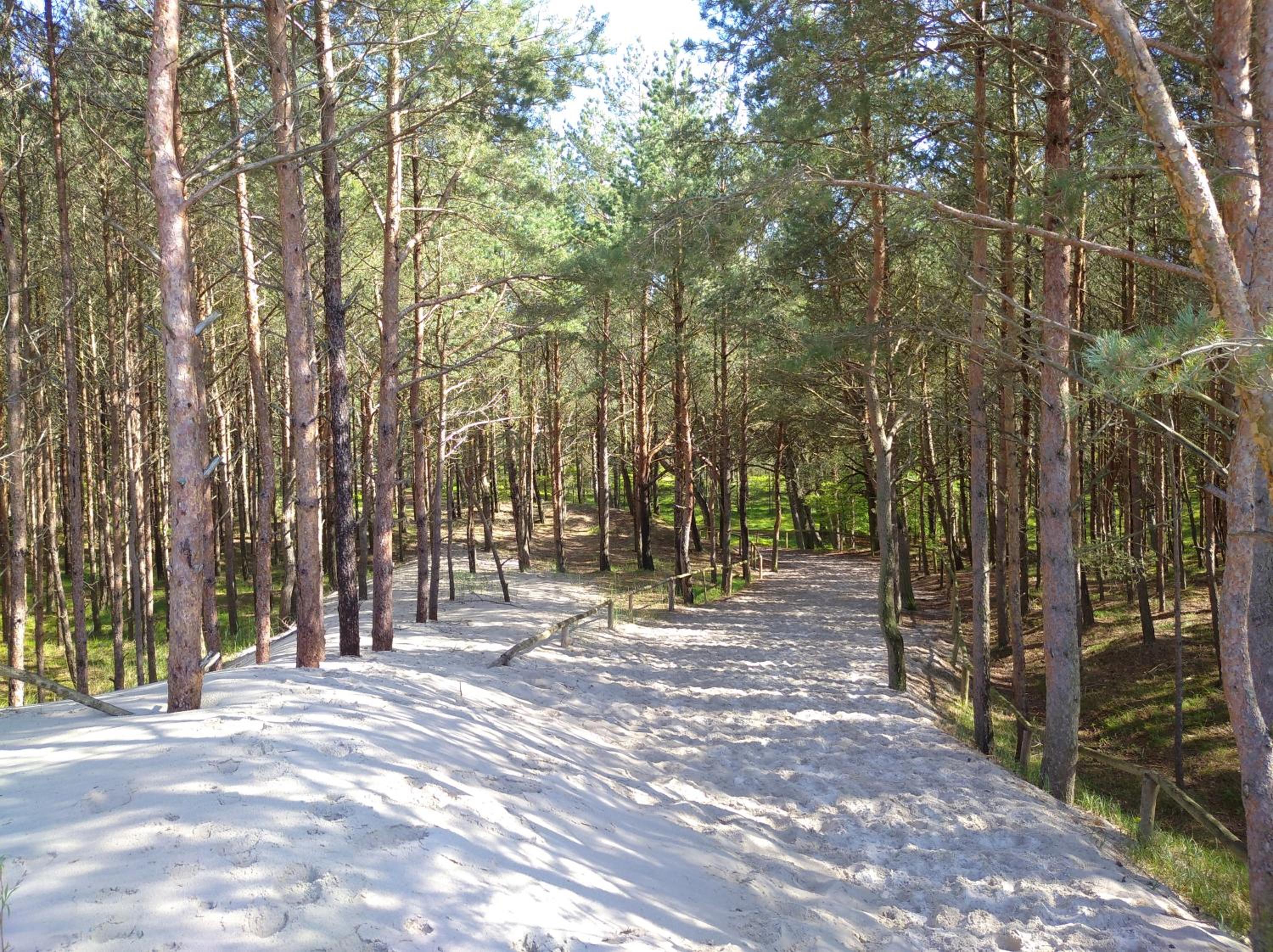 Photo 42