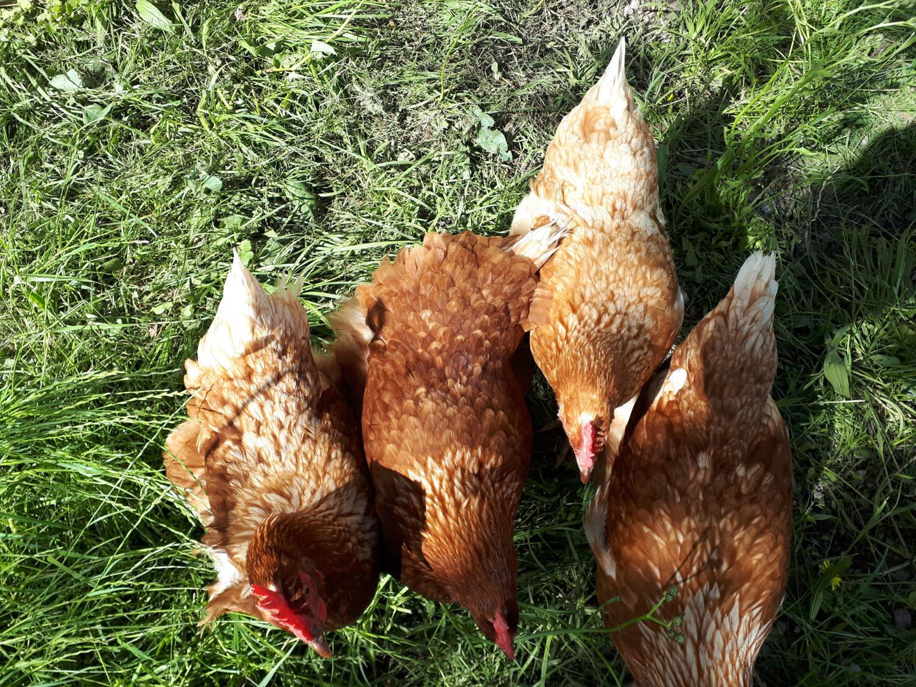 Untermühlbauer Fam. Schreder