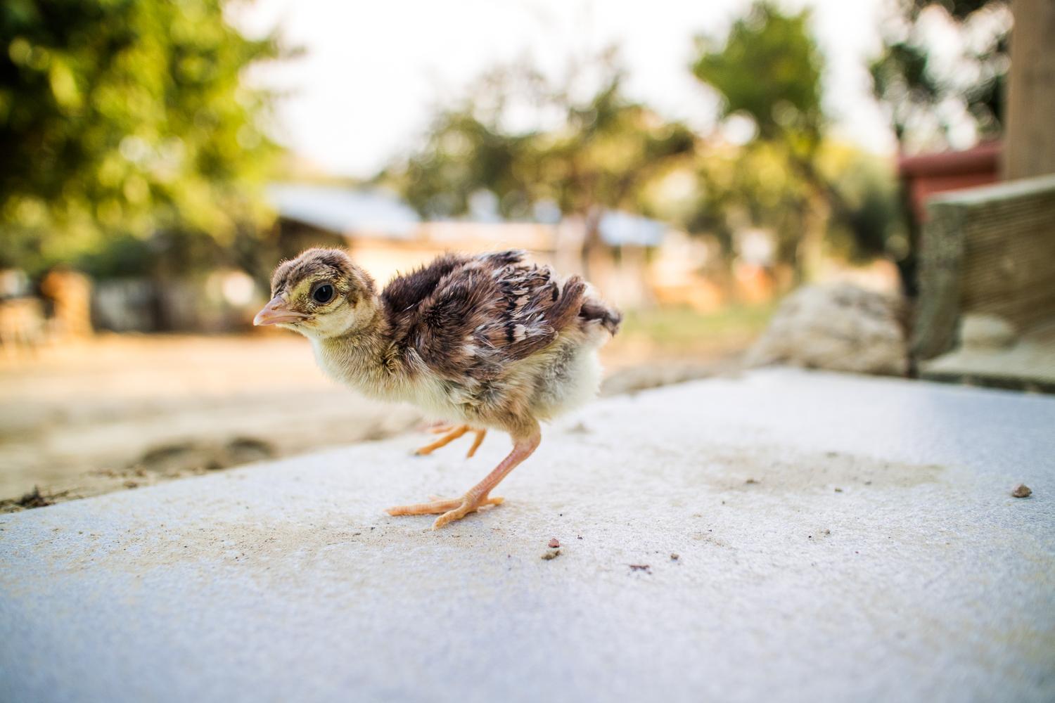 Il Gallo Con Gli Stivali