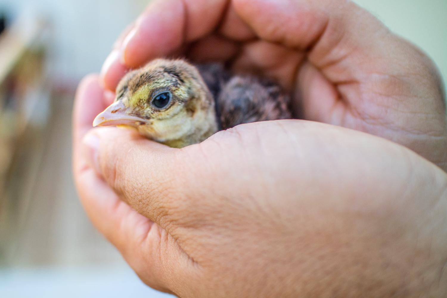 Il Gallo Con Gli Stivali