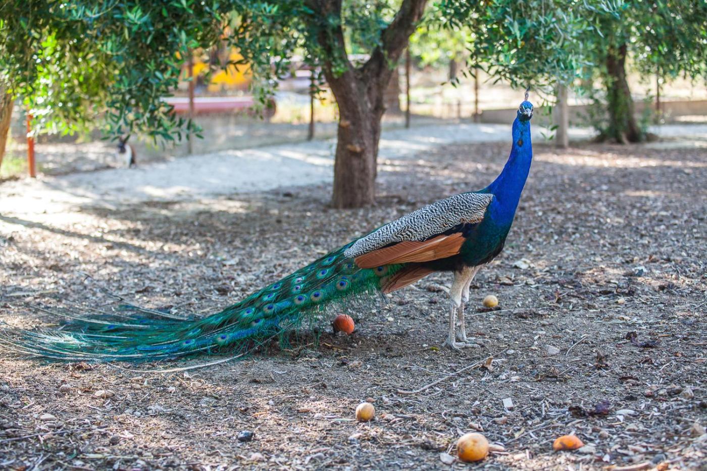 Il Gallo Con Gli Stivali