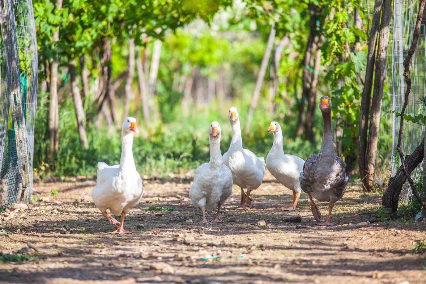 Il Gallo Con Gli Stivali