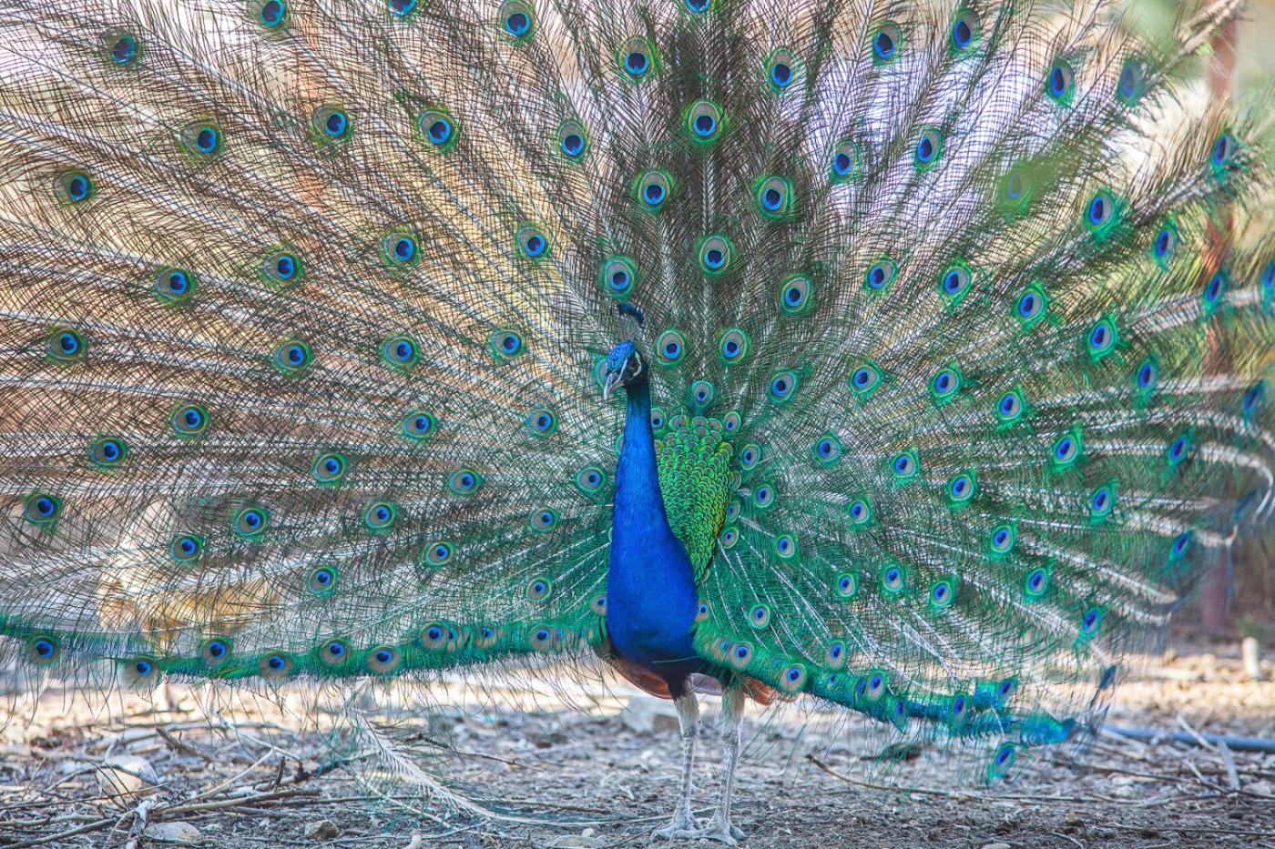 Il Gallo Con Gli Stivali