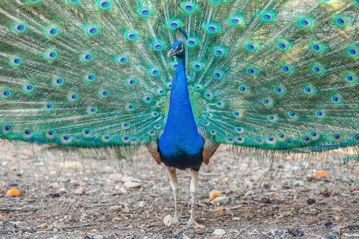 Il Gallo Con Gli Stivali