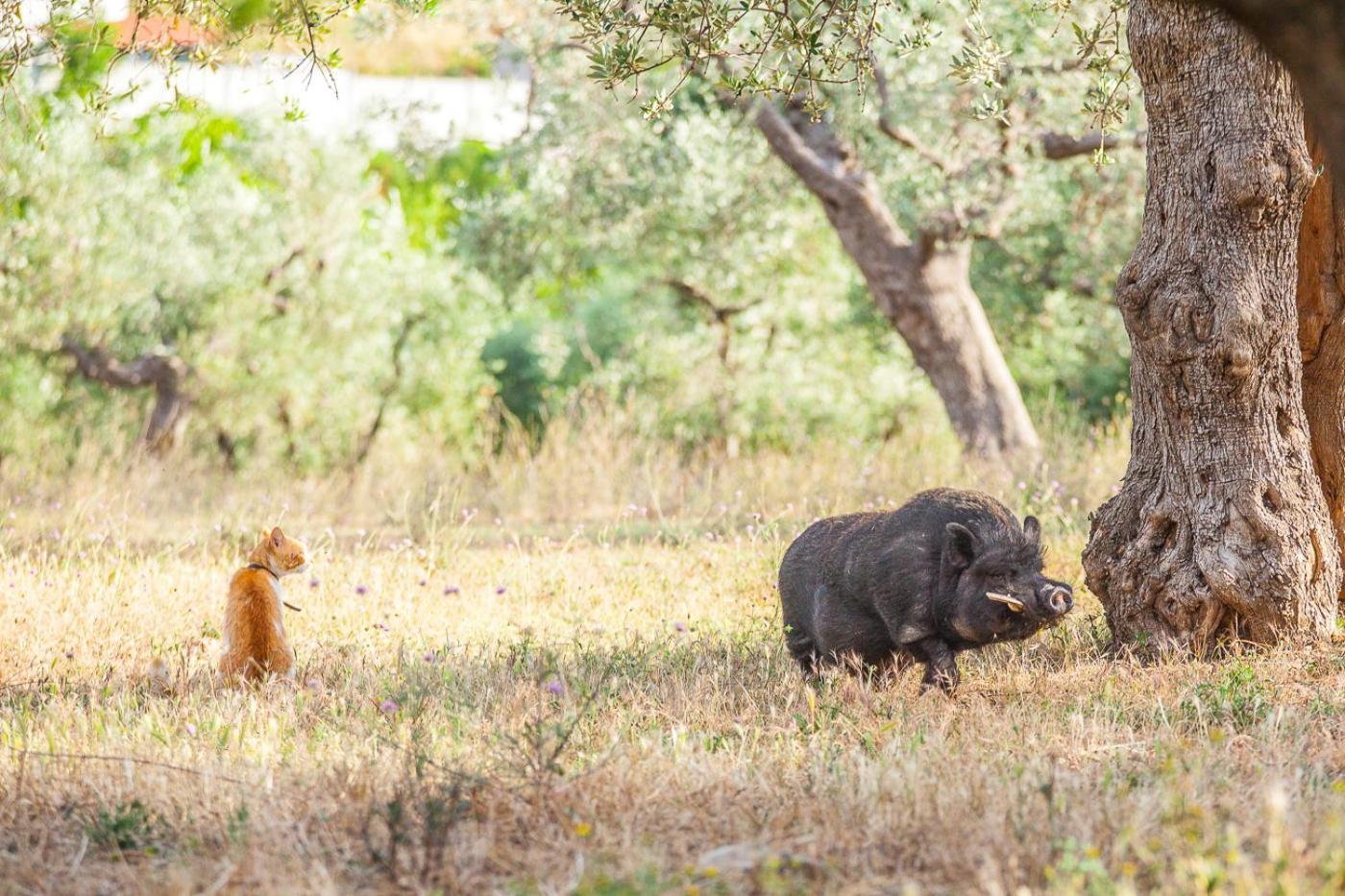 Il Gallo Con Gli Stivali